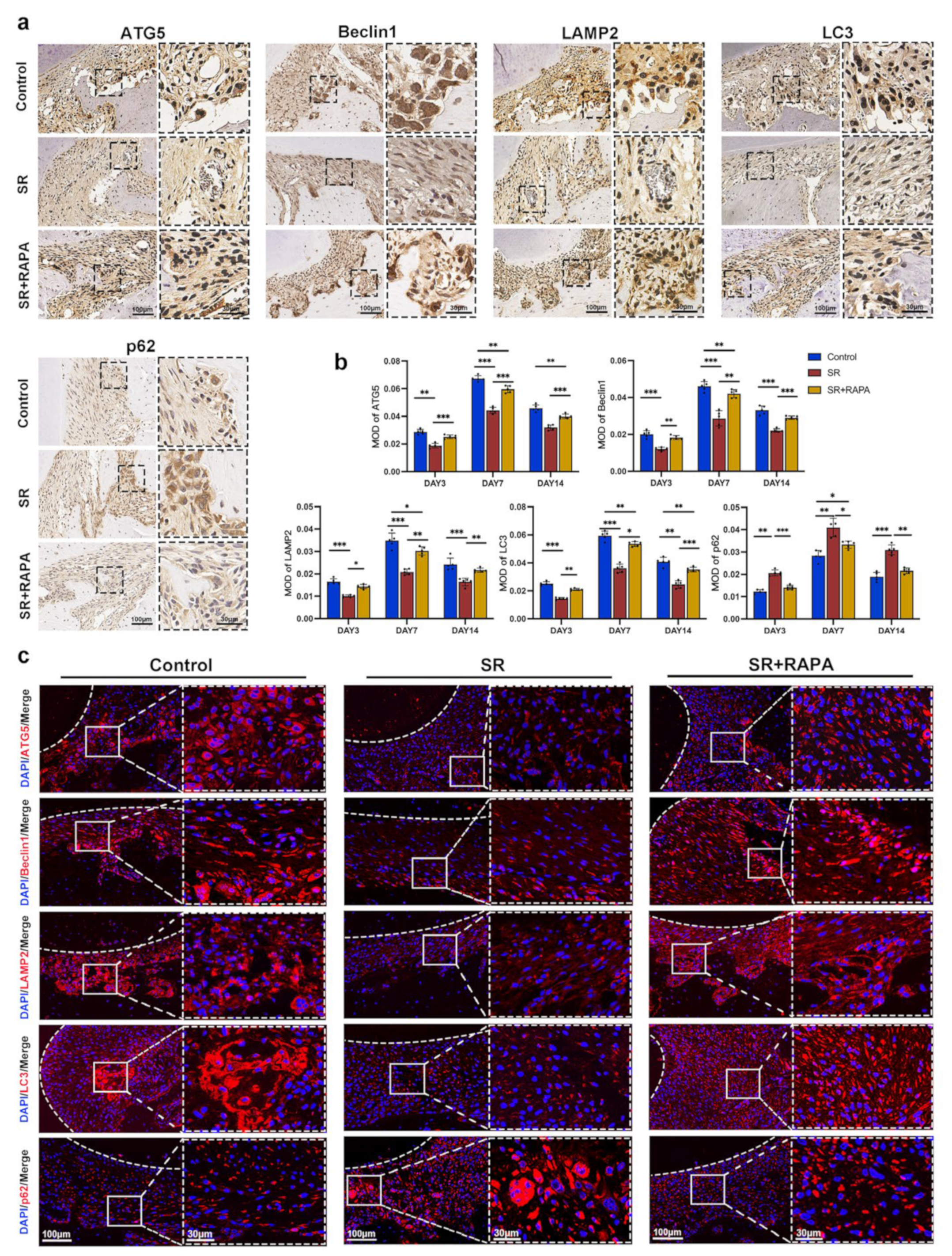 Bioengineering 10 00365 g005 Bioengineering 10 00365 g005
