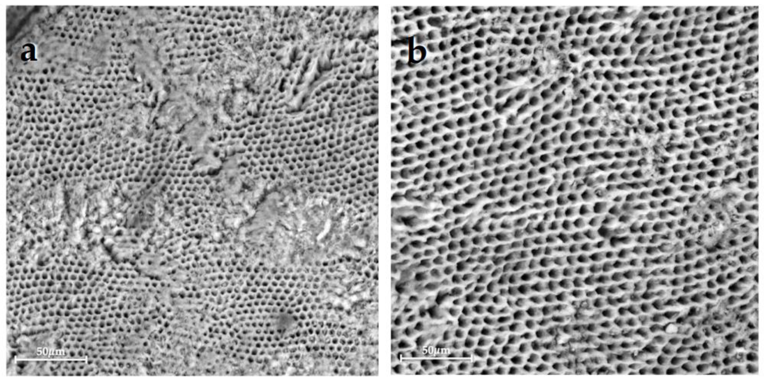 Bioengineering 10 00462 g002 Bioengineering 10 00462 g002