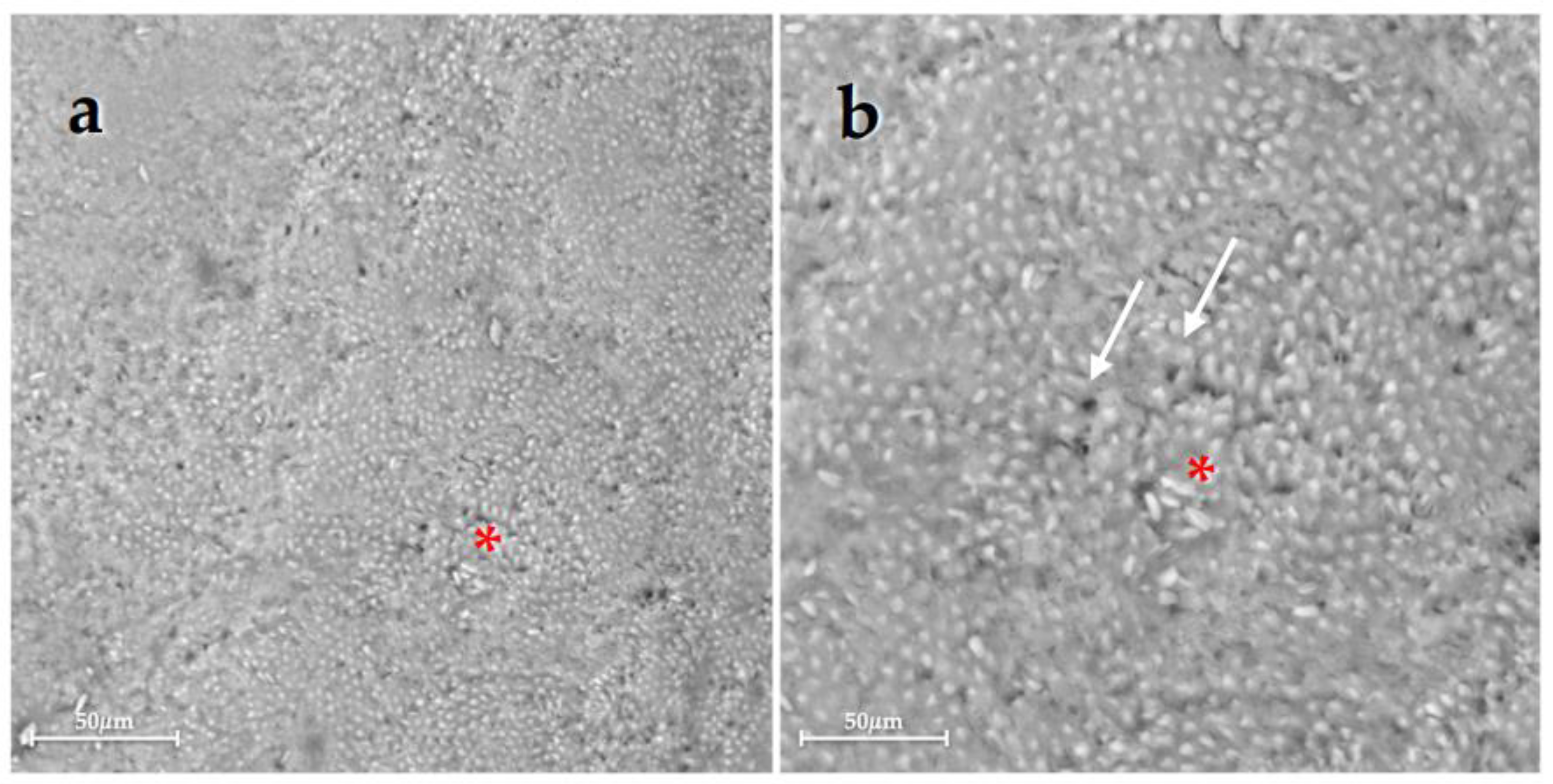 Bioengineering 10 00462 g003 Bioengineering 10 00462 g003