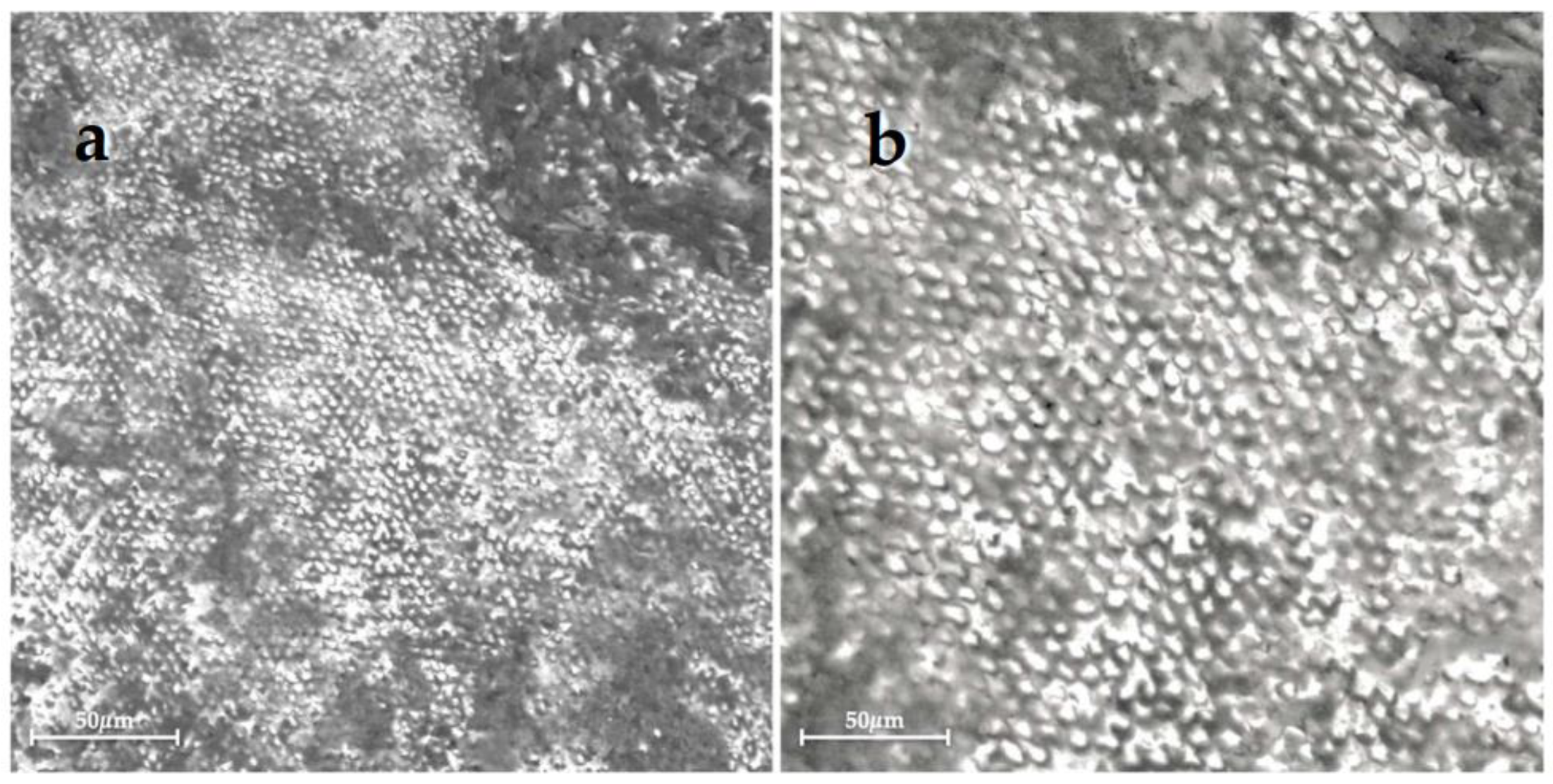Bioengineering 10 00462 g005 Bioengineering 10 00462 g005