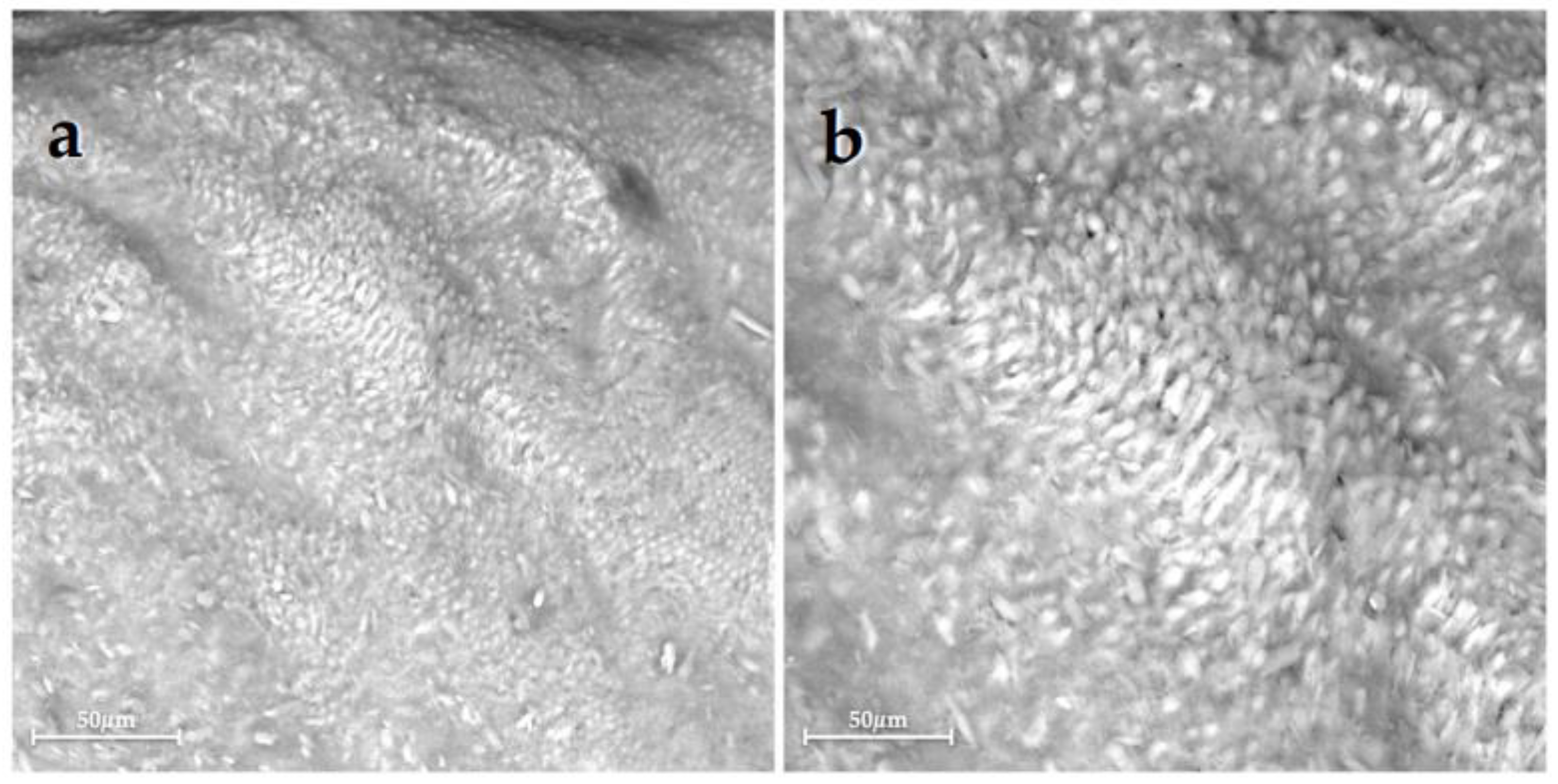 Bioengineering 10 00462 g006 Bioengineering 10 00462 g006