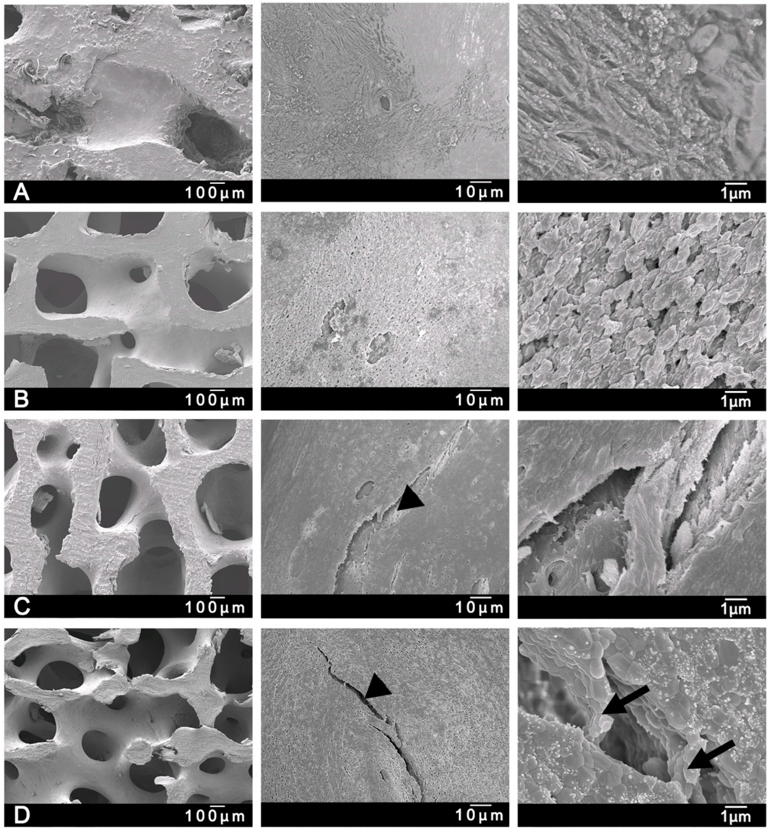 Bioengineering 10 00473 g004 Bioengineering 10 00473 g004