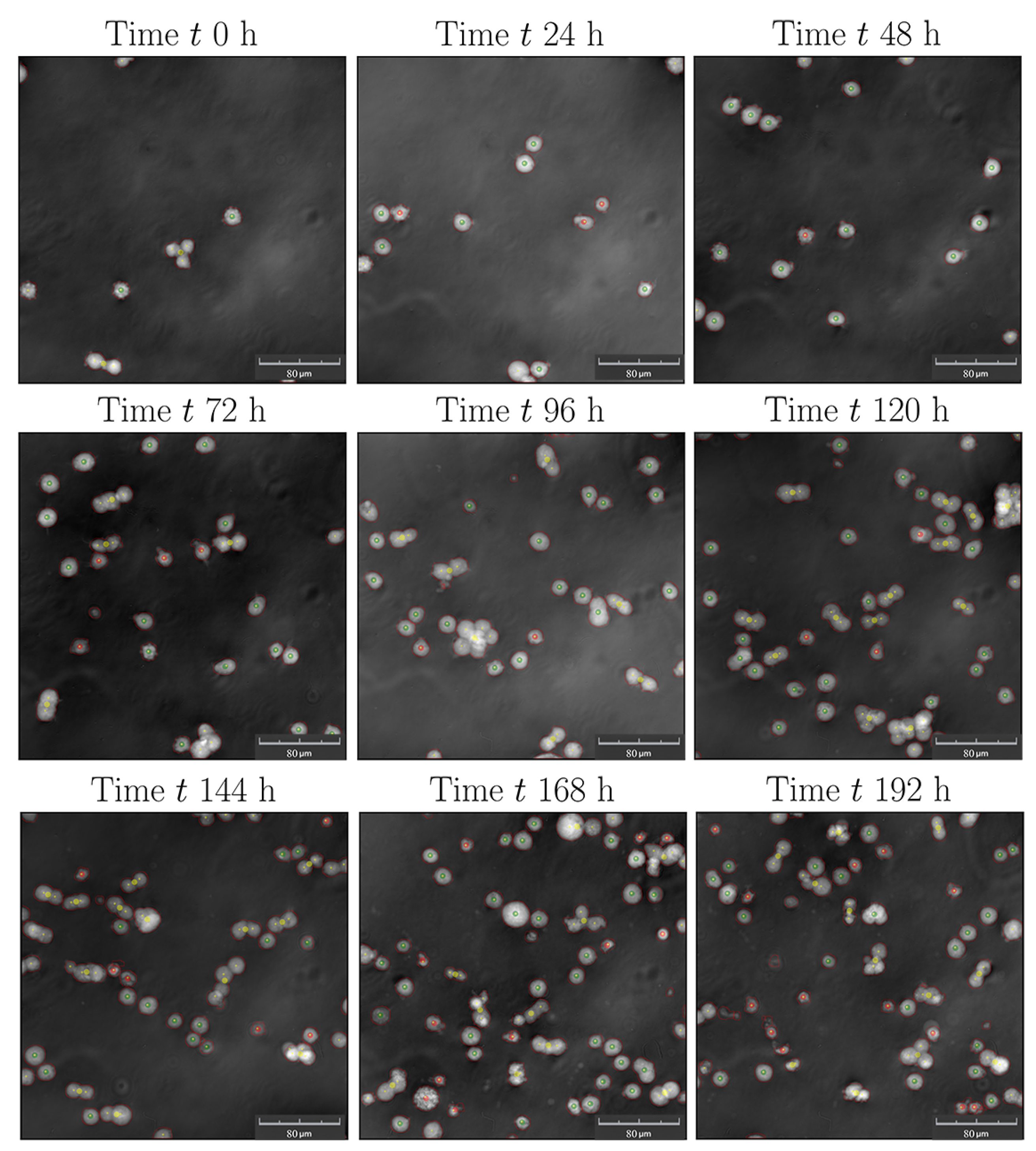 Bioengineering 10 00478 g0a2 Bioengineering 10 00478 g0a2