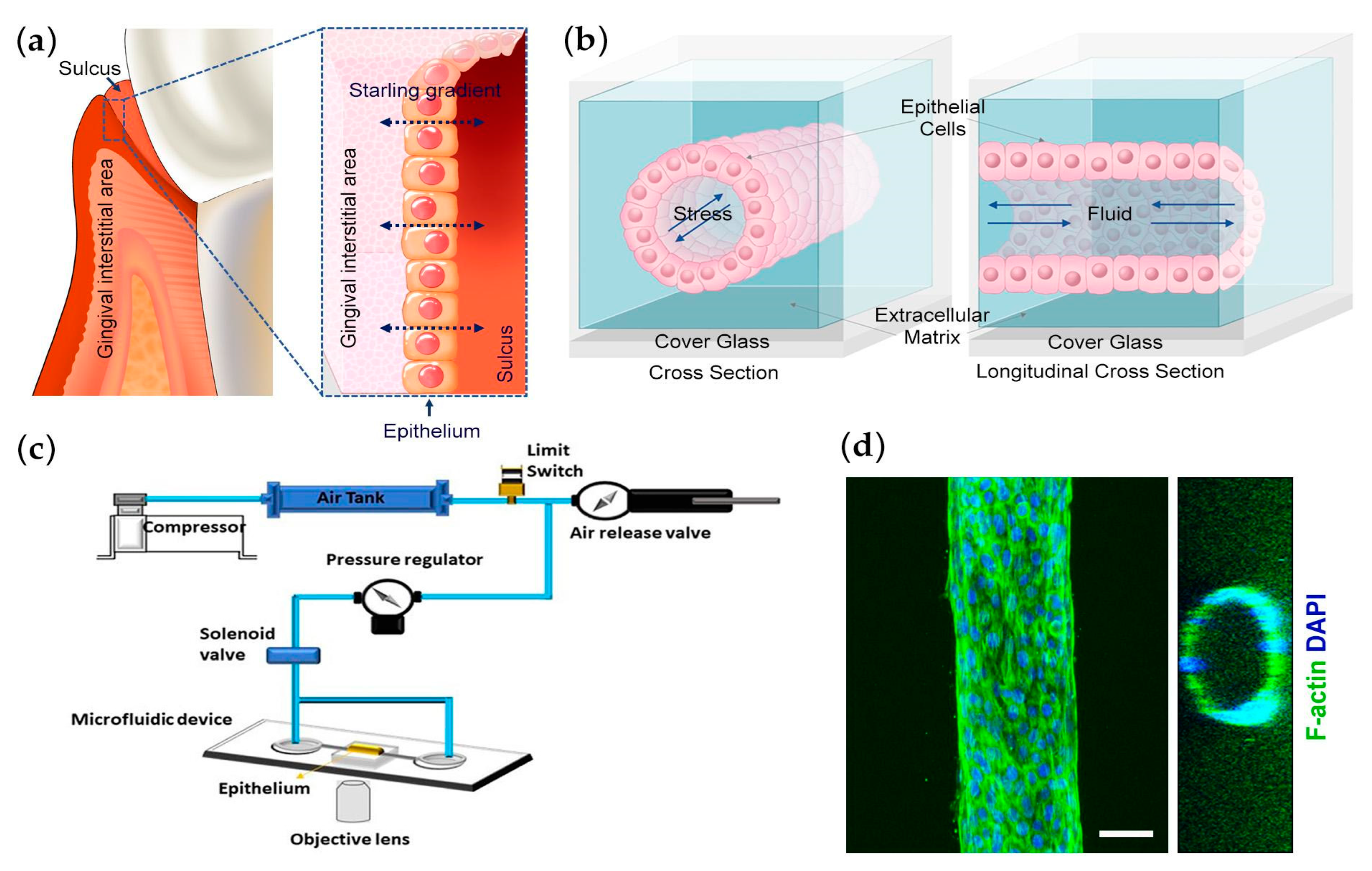 Bioengineering 10 00517 g001 Bioengineering 10 00517 g001