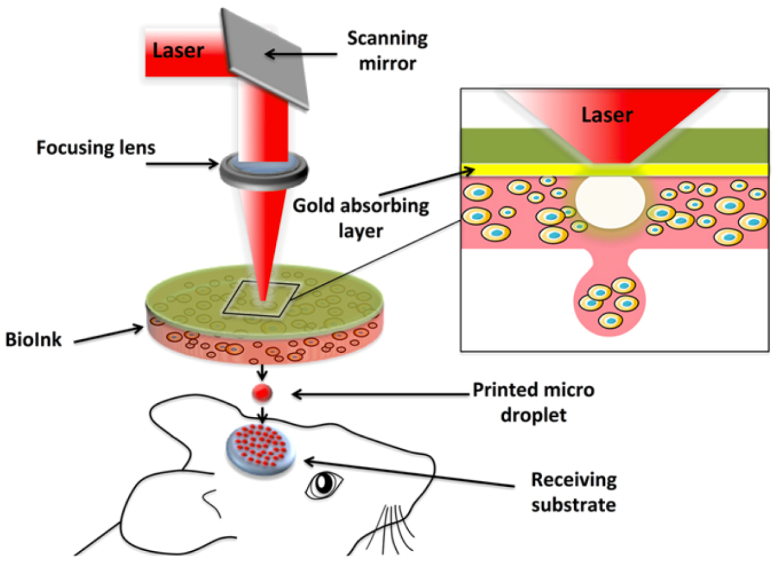 Bioengineering 10 00606 g003 Bioengineering 10 00606 g003