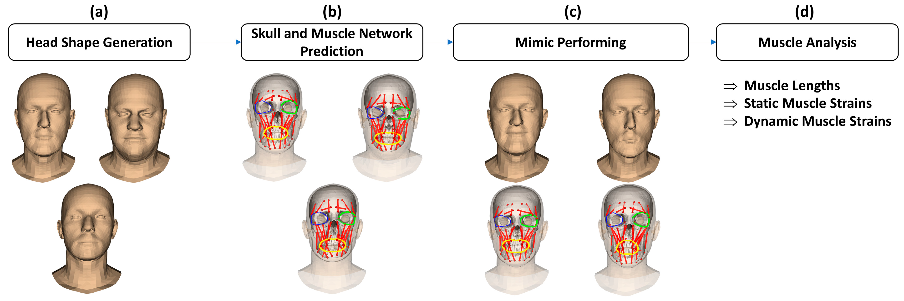 Bioengineering | Free Full-Text | Novel Baseline Facial Muscle Database ...