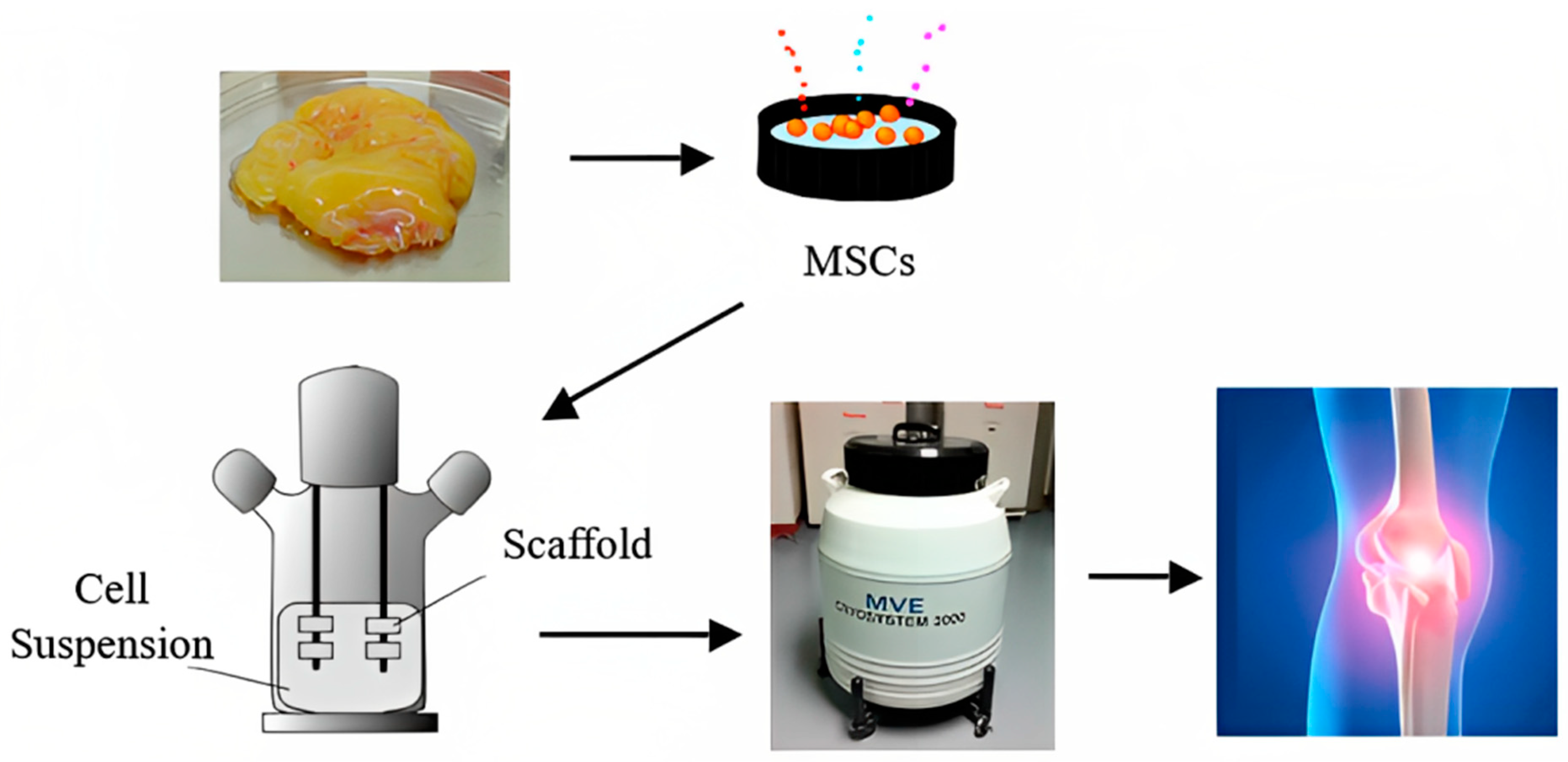 Bioengineering 10 00759 g001