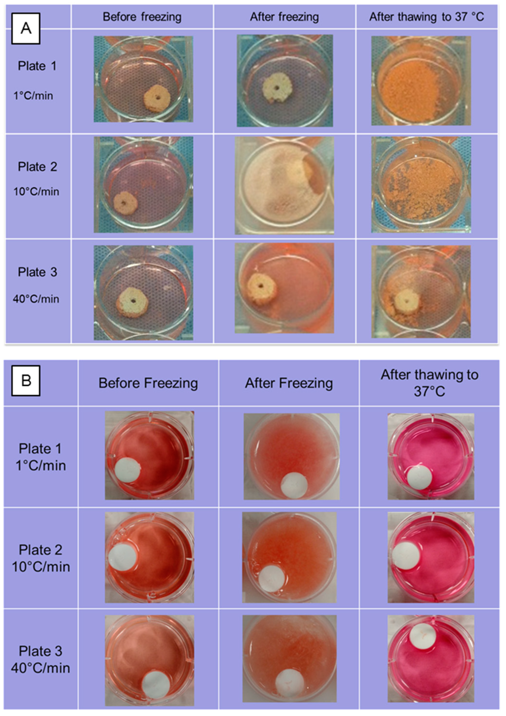 Bioengineering 10 00759 g008