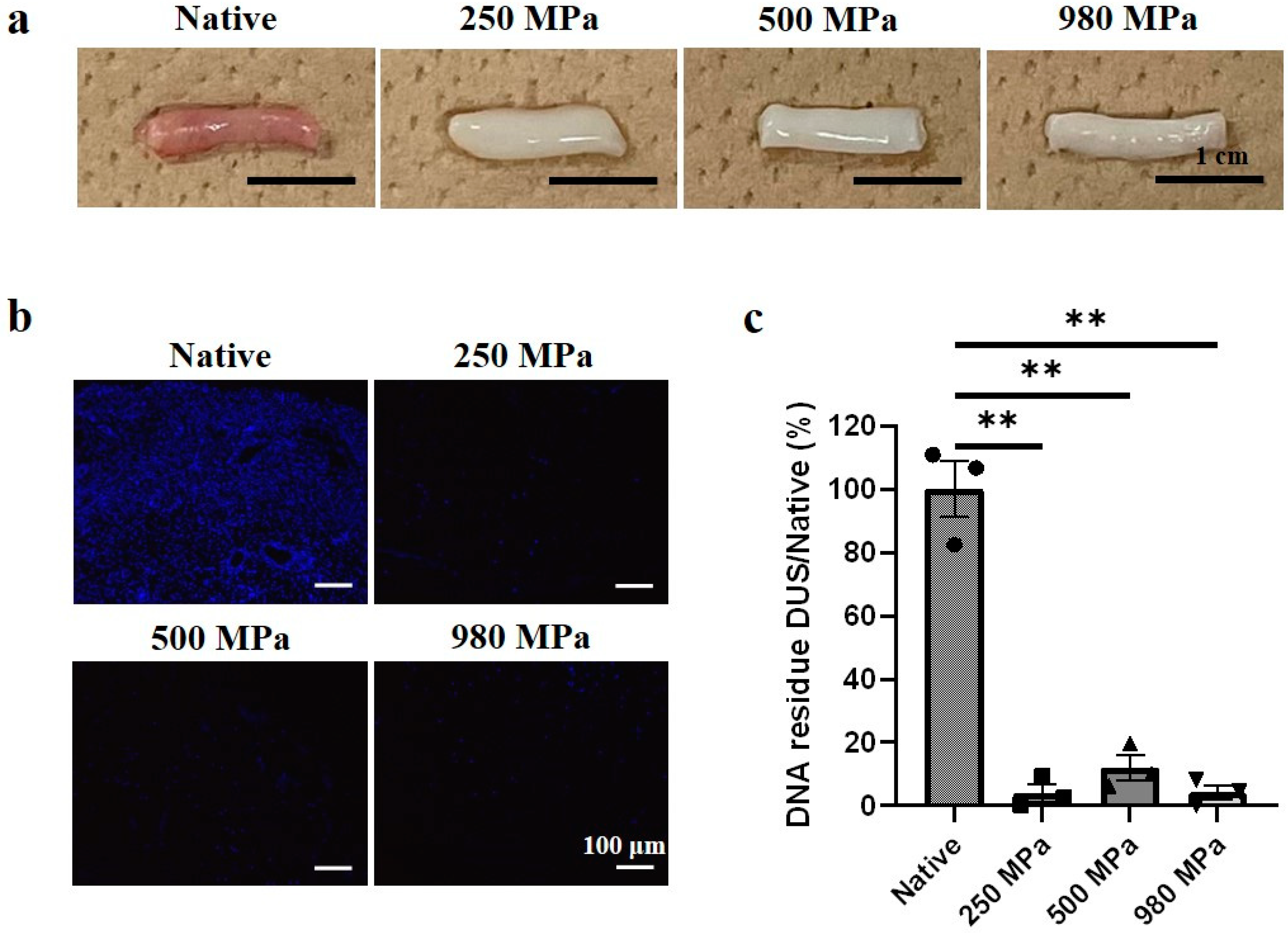 Bioengineering 10 00814 g002