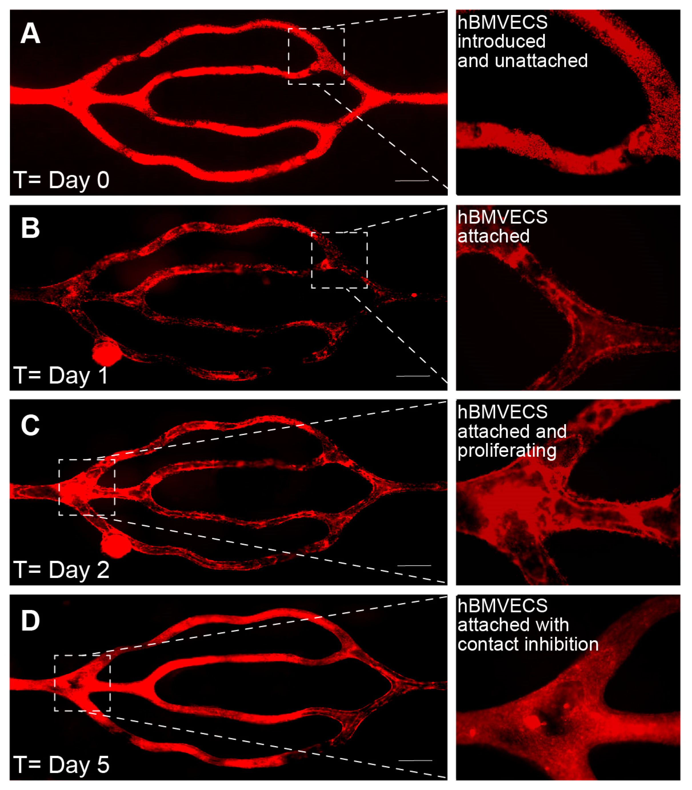 Bioengineering 10 00817 g005 Bioengineering 10 00817 g005