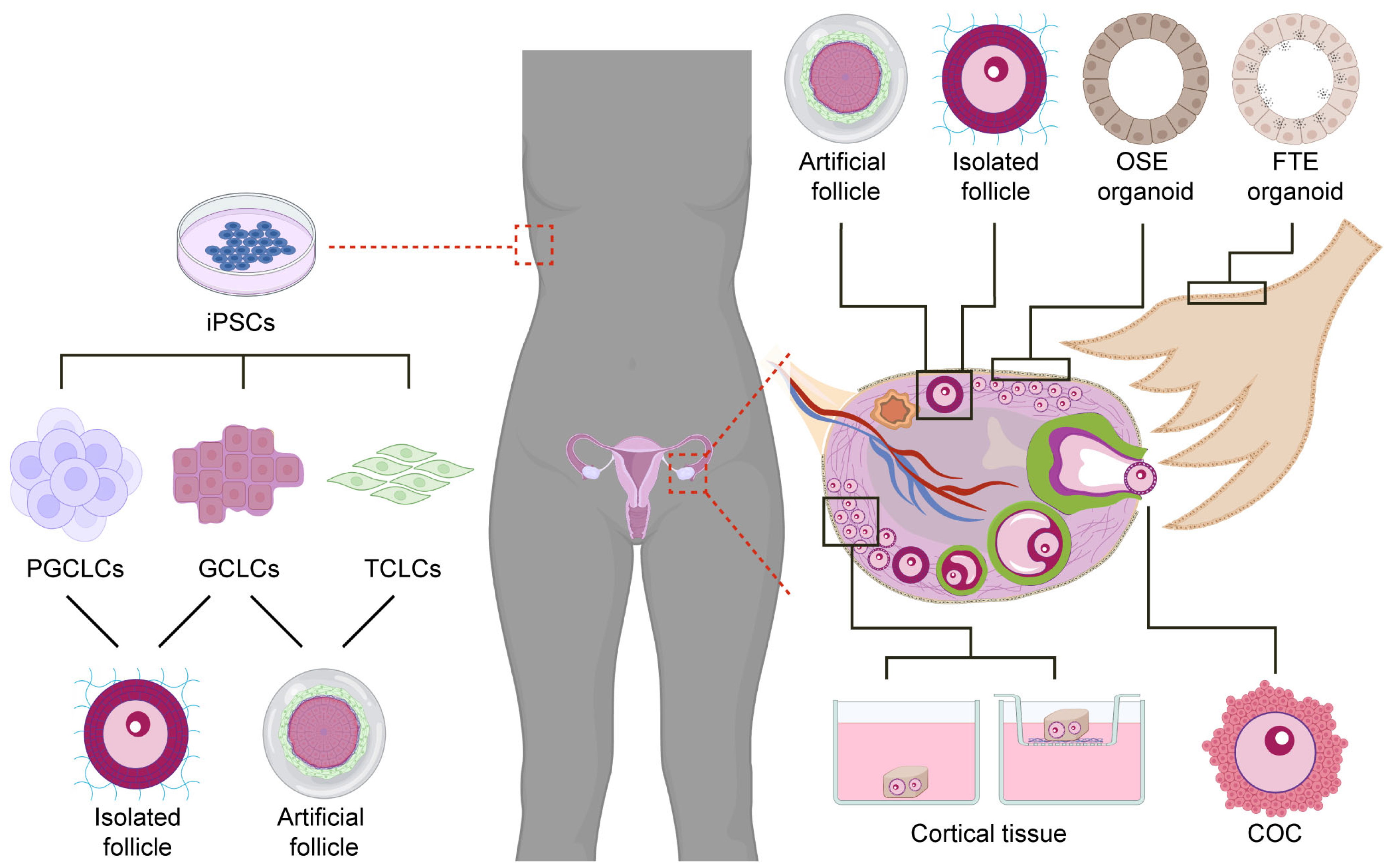 Bioengineering 10 00832 g002