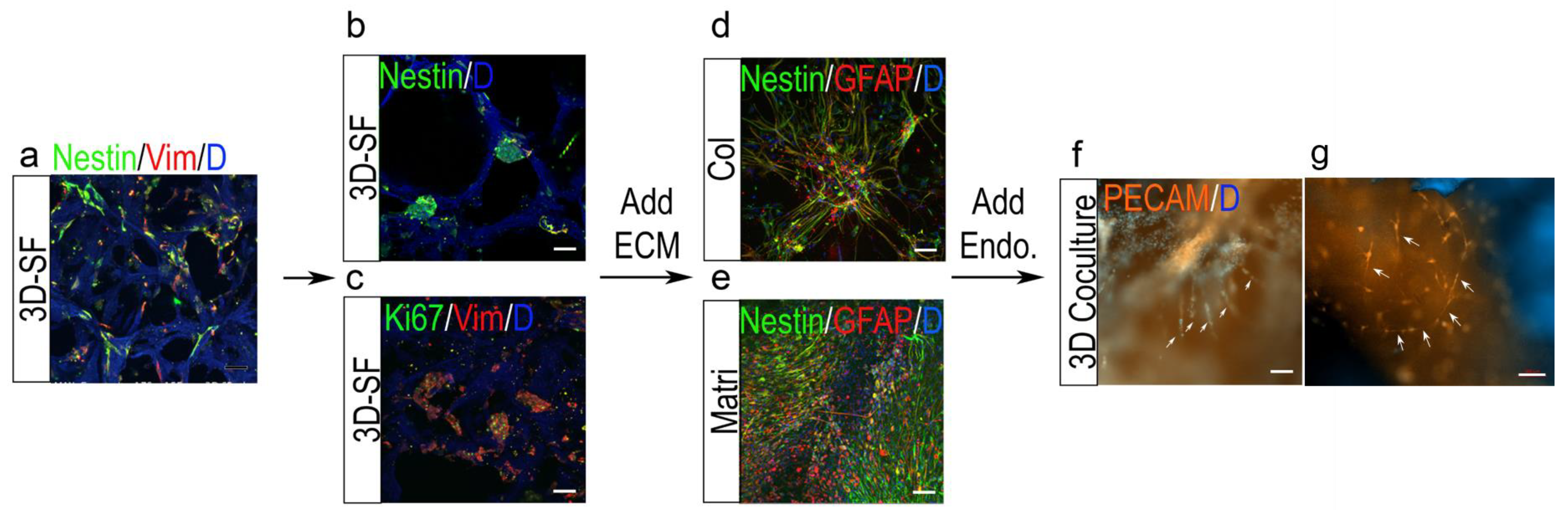 Bioengineering 10 00840 g007