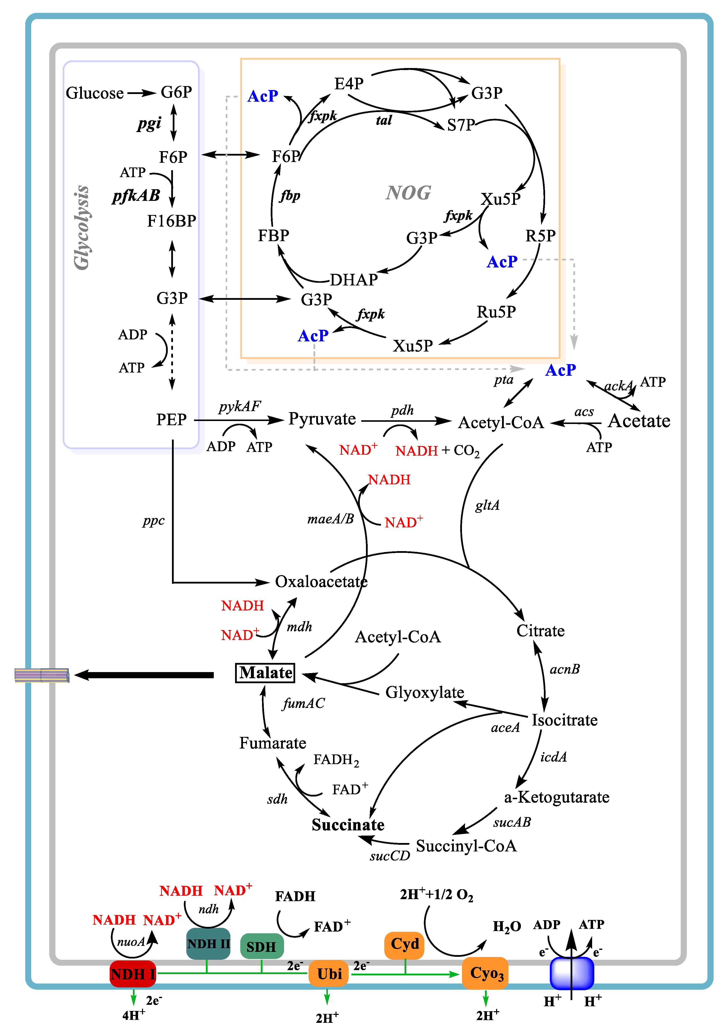 Bioengineering 10 00881 g001 Bioengineering 10 00881 g001