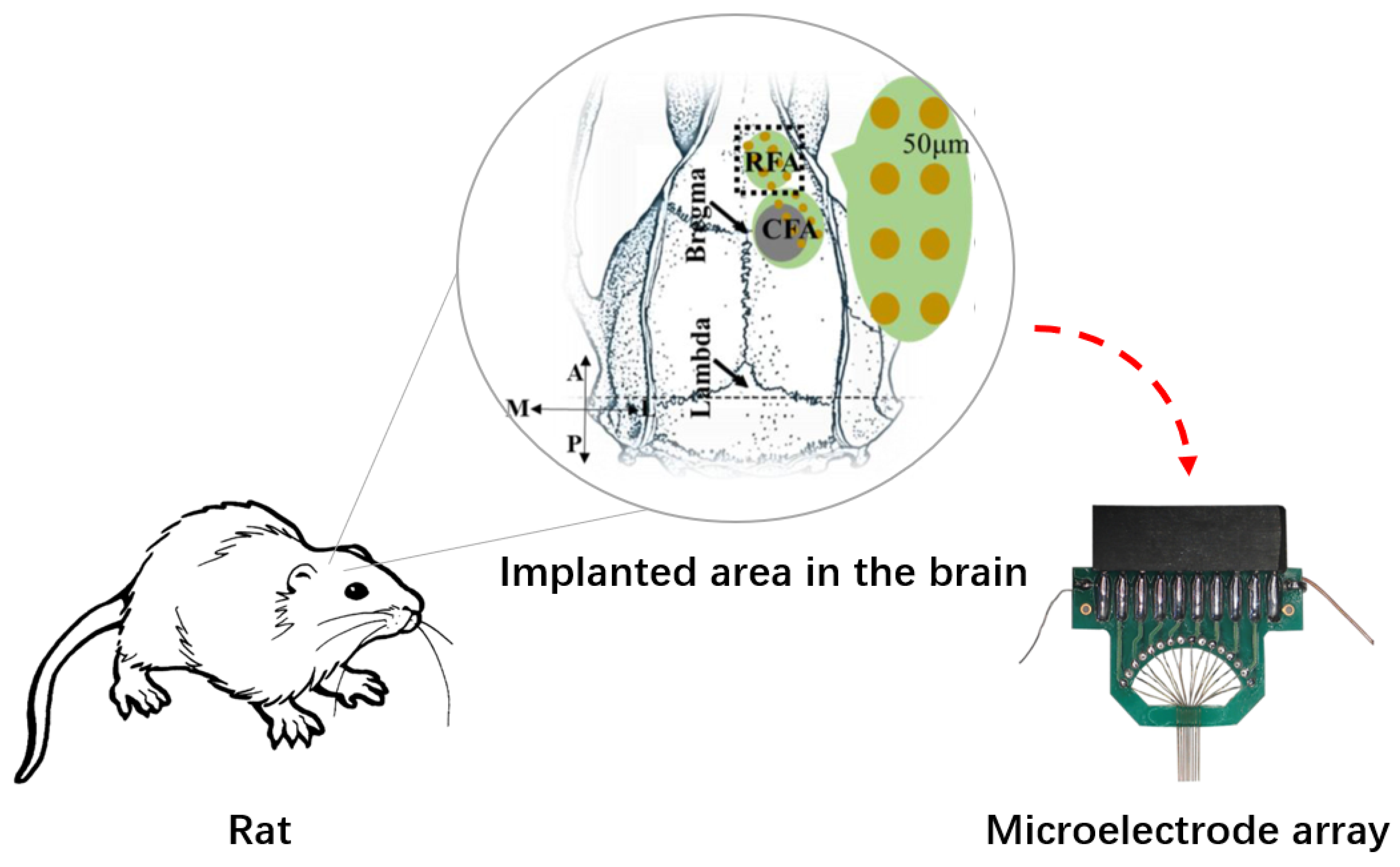 Bioengineering 10 00912 g004 Bioengineering 10 00912 g004
