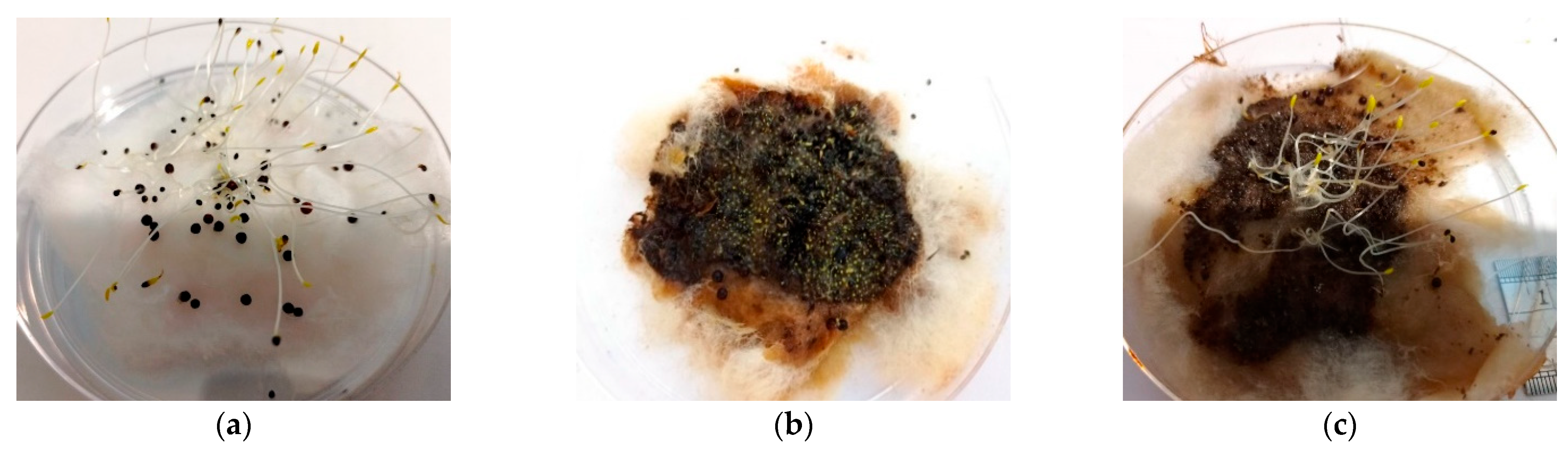 Bioengineering 10 00938 g005a Bioengineering 10 00938 g005a