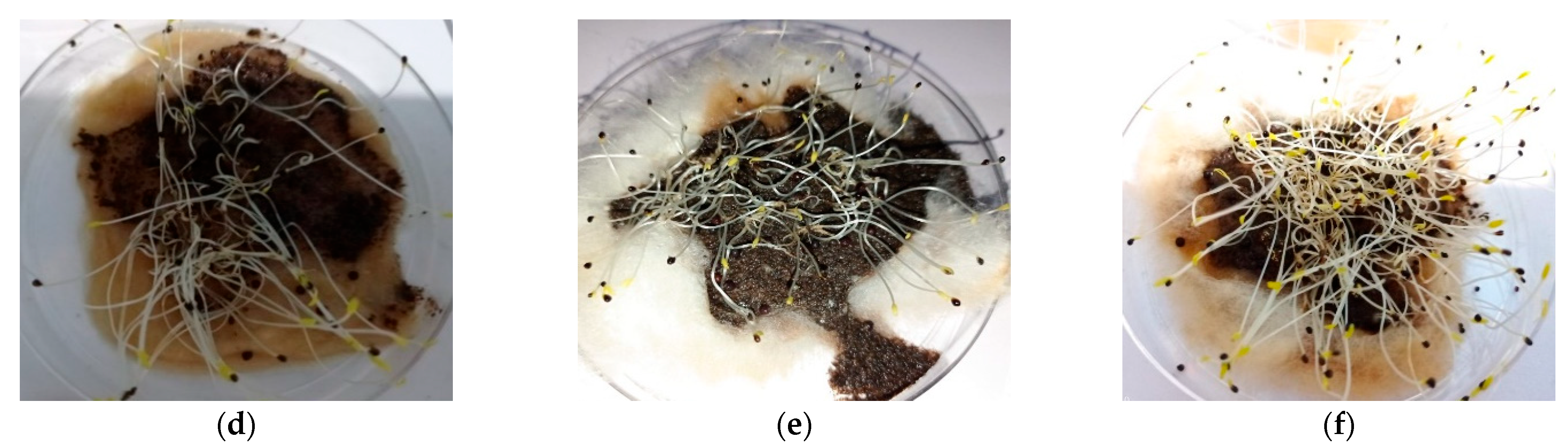 Bioengineering 10 00938 g005b Bioengineering 10 00938 g005b