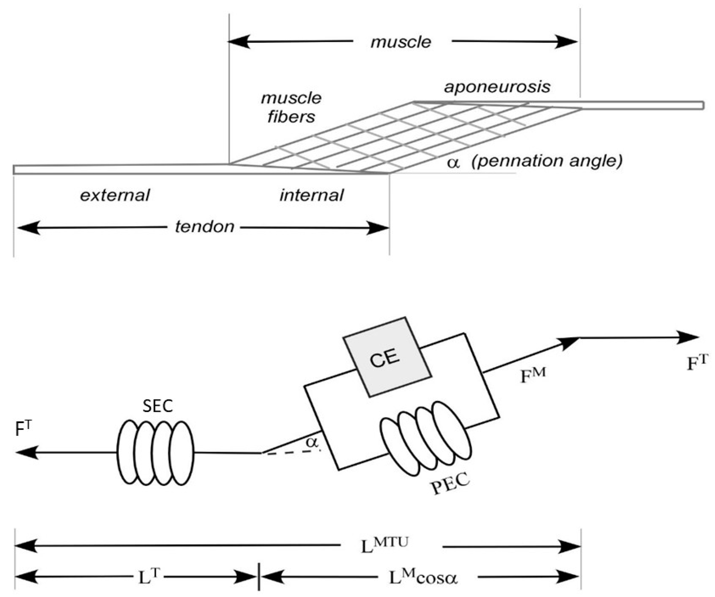 Bioengineering 10 00980 g002