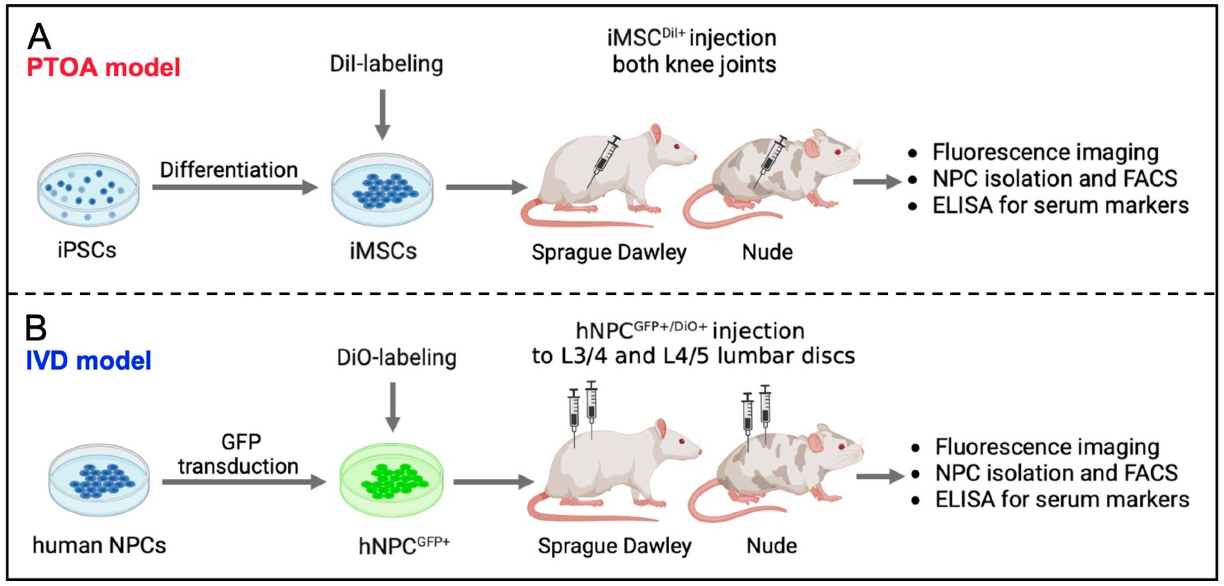 Bioengineering 10 01049 g001