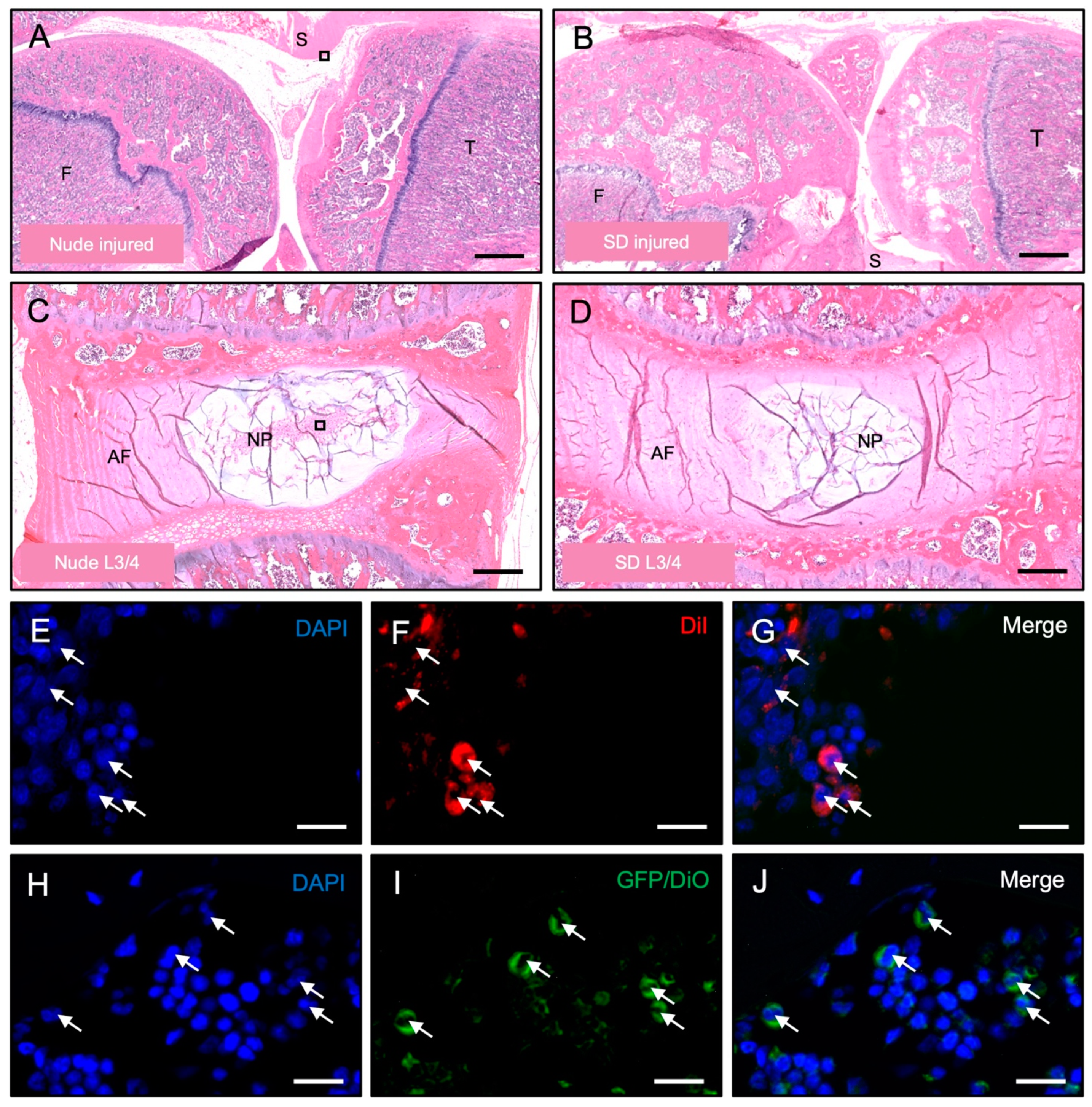 Bioengineering 10 01049 g005