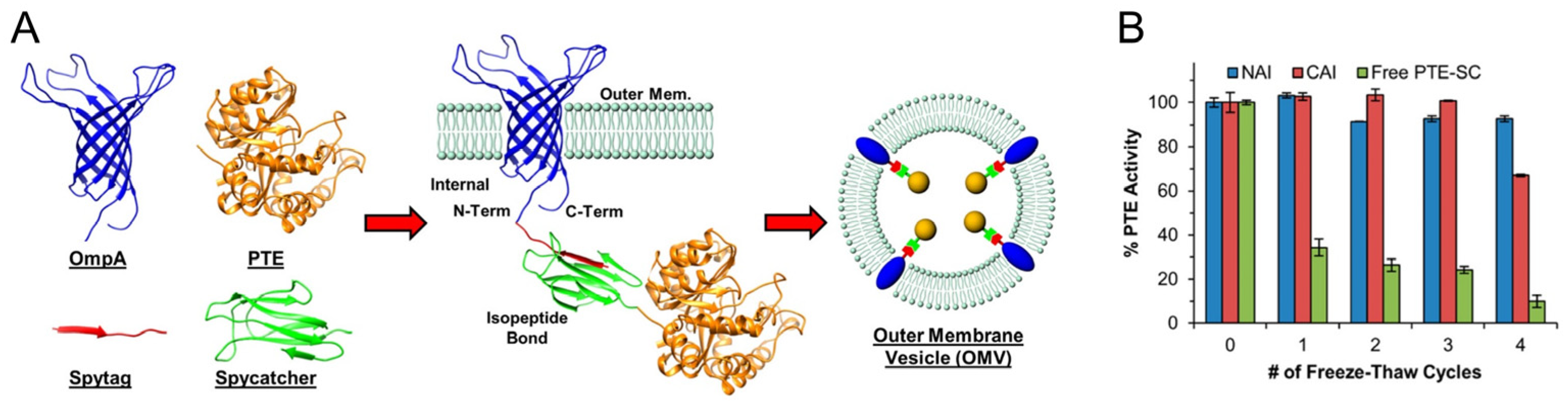 Bioengineering | Free Full-Text | Bacterial Membrane Vesicles for In ...