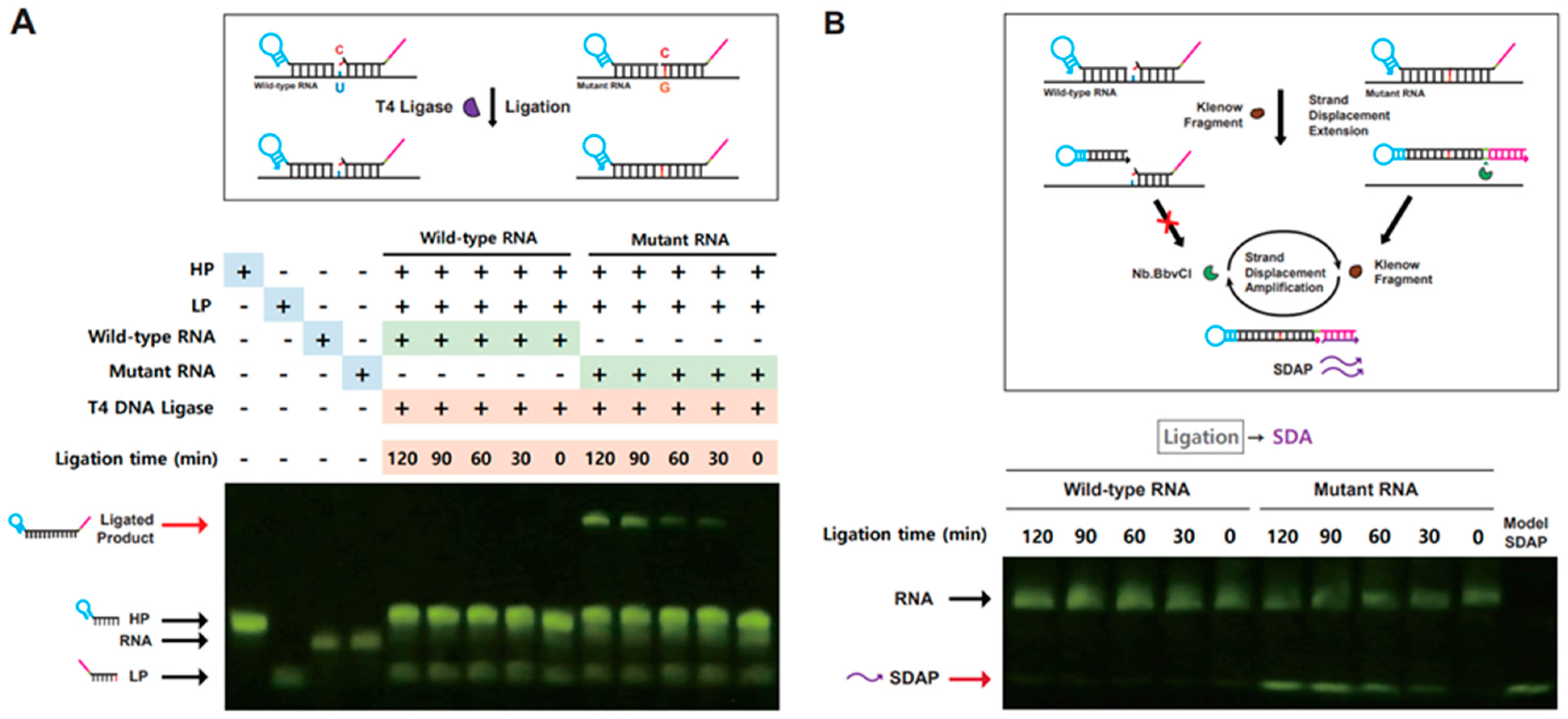 Bioengineering 10 01116 g002