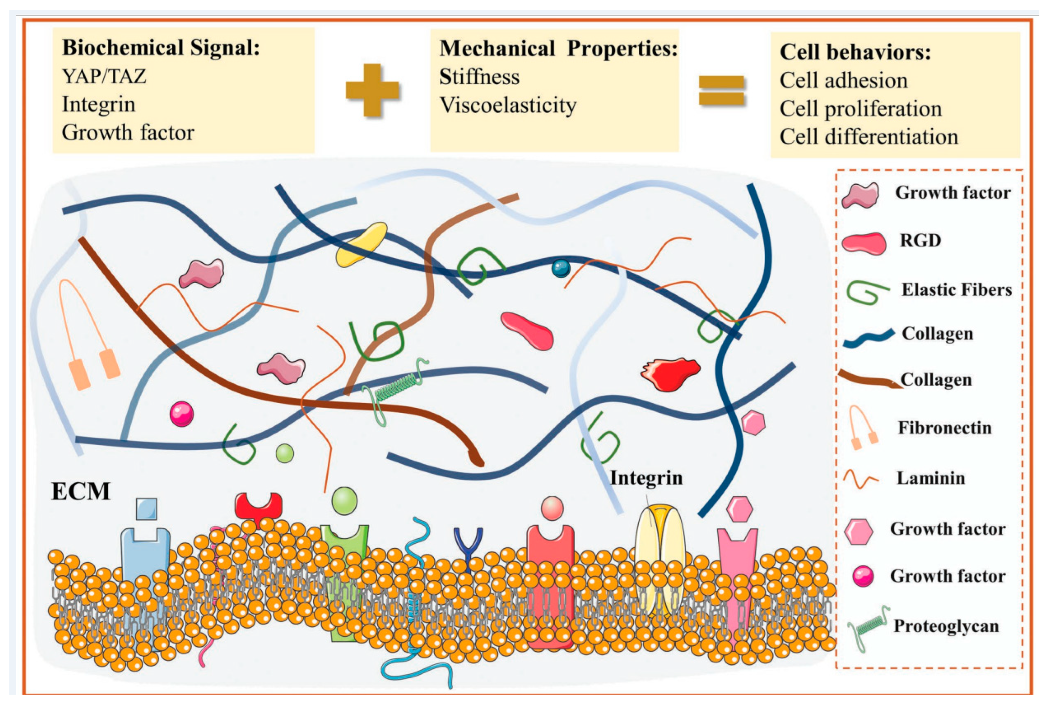 extracellular matrix components