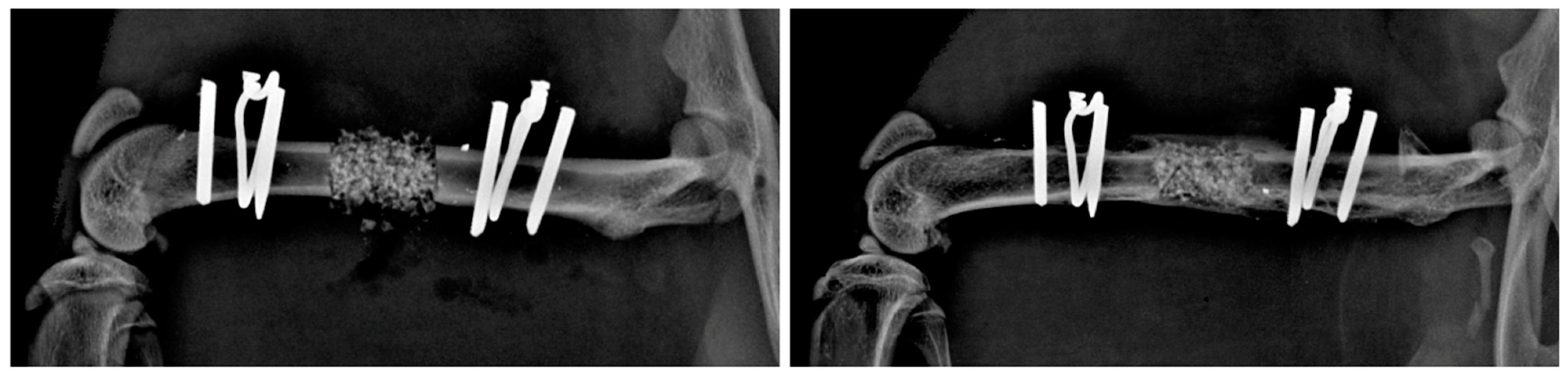 Bioengineering 10 01252 g004