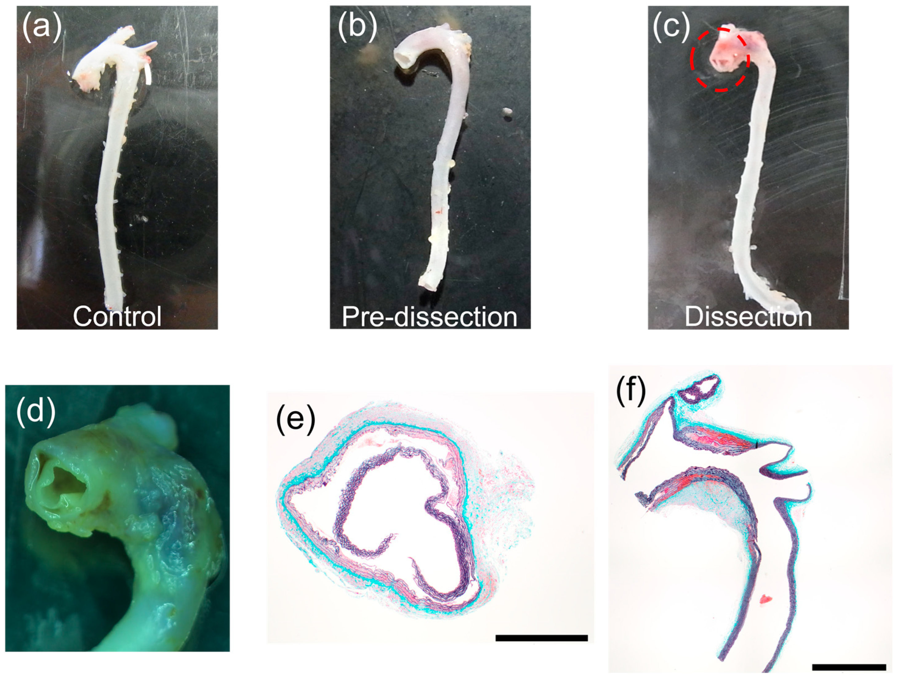 Bioengineering 10 01292 g003