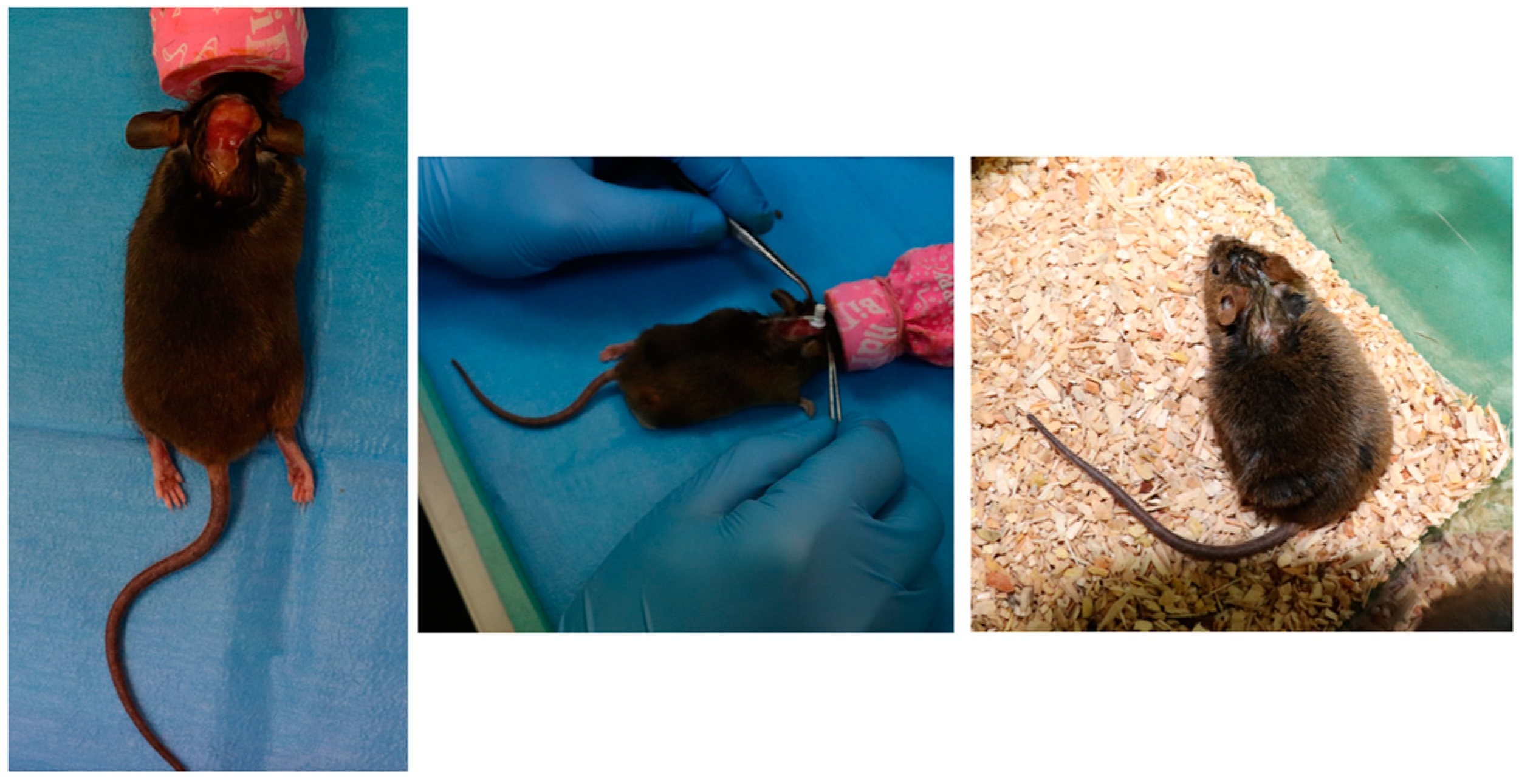 Bioengineering 10 01303 g003