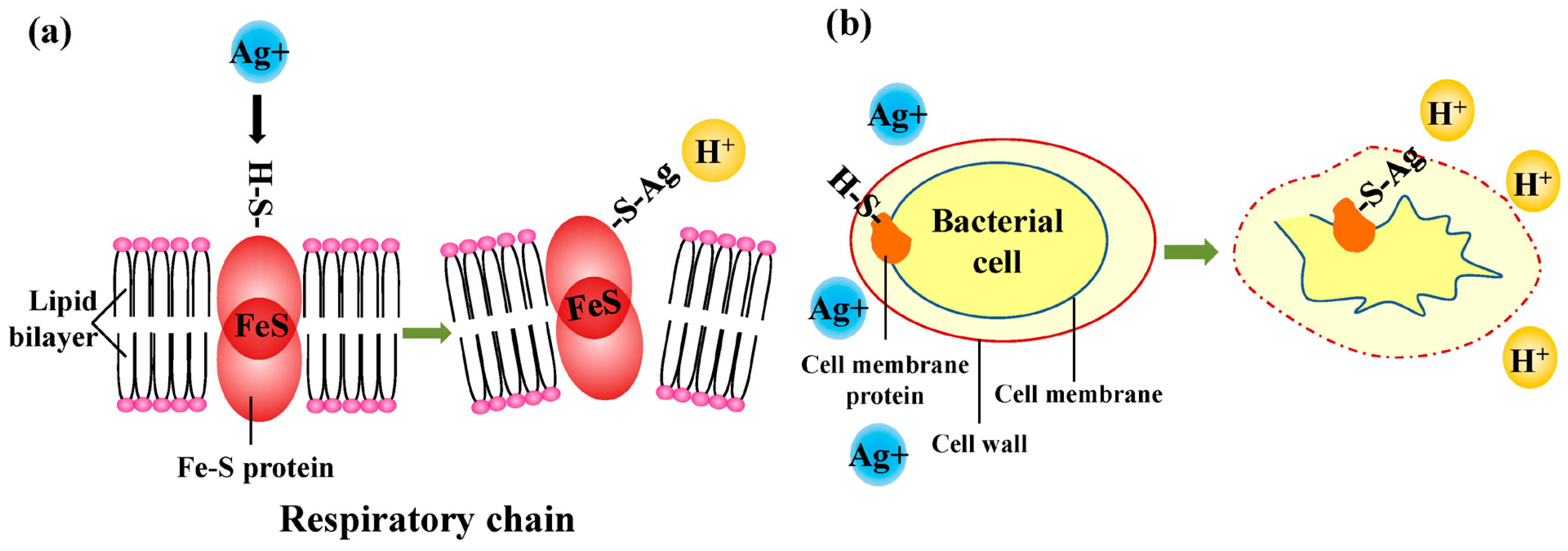 Bioengineering 10 01367 g002