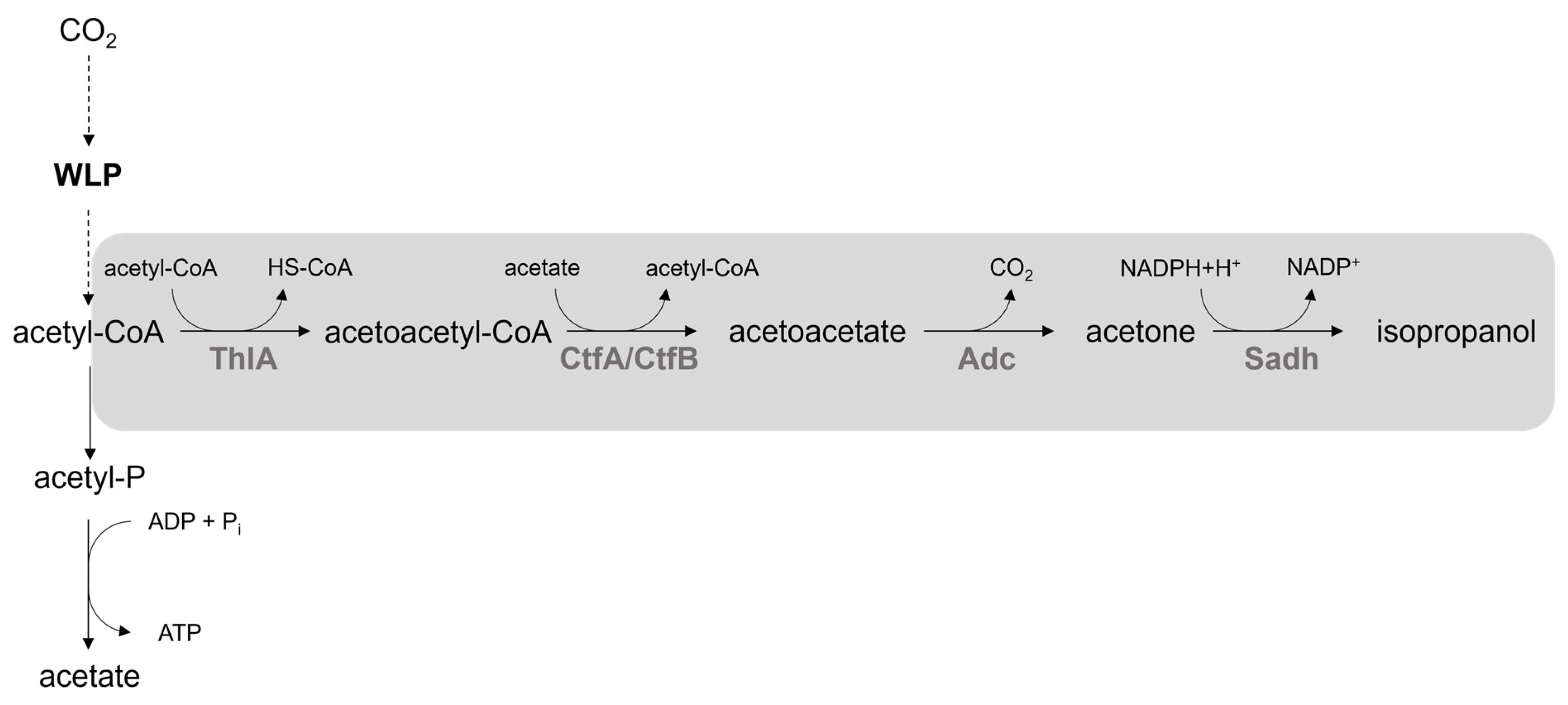 Bioengineering 10 01381 g006