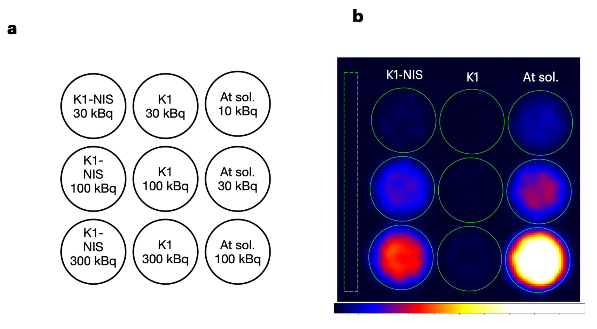 Bioengineering | Free Full-Text | Development and Utility of an