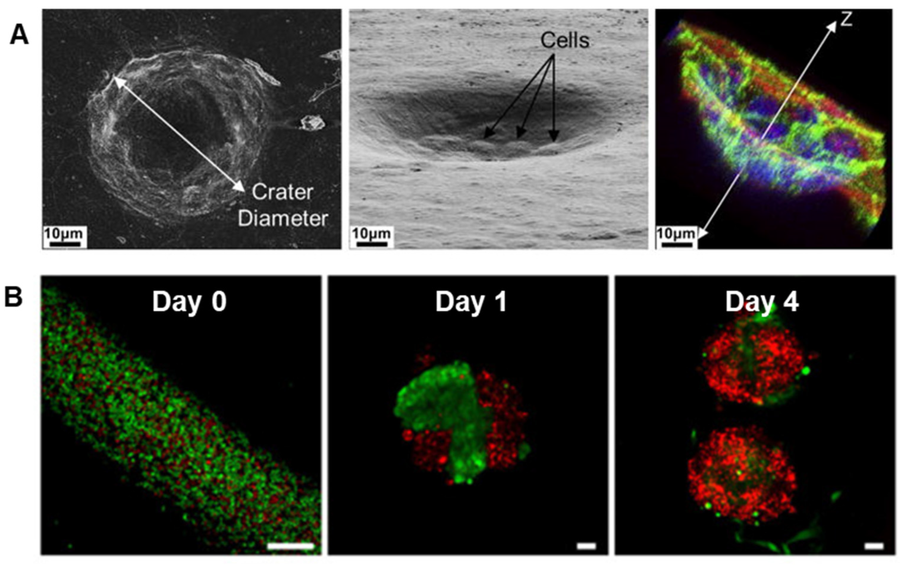 Bioengineering 11 00028 g007