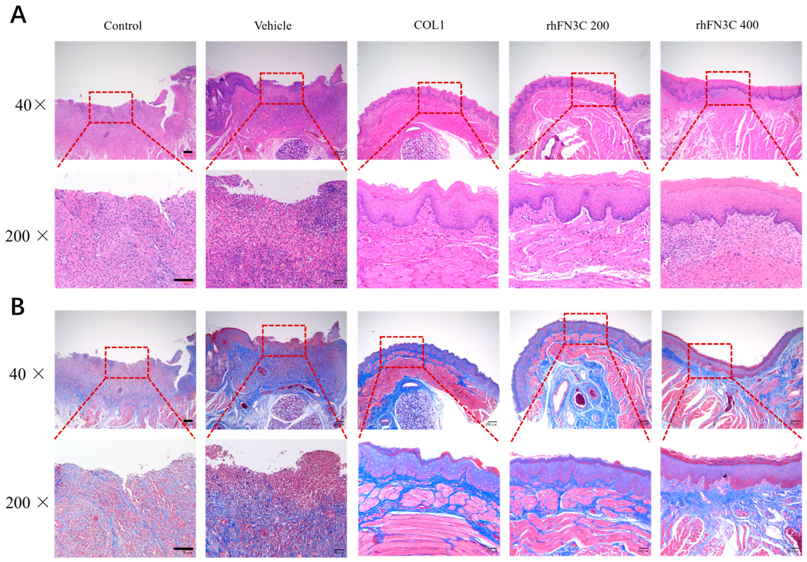 Bioengineering 11 00038 g005