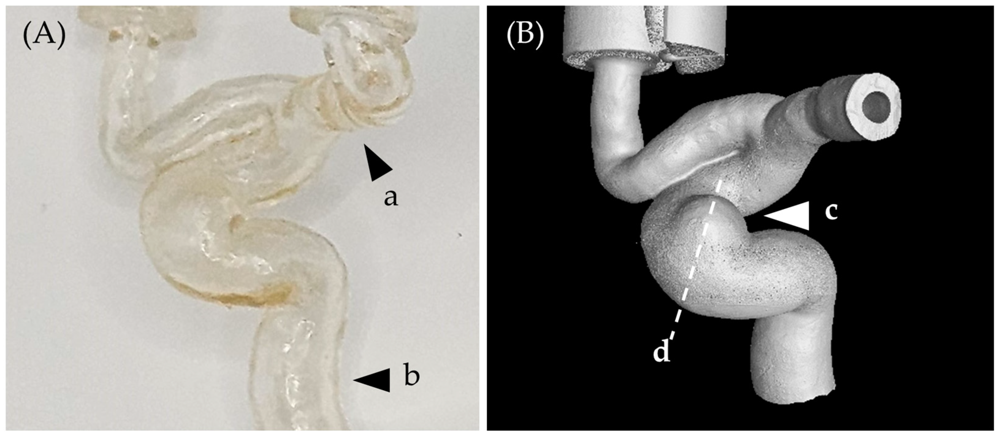 Bioengineering 11 00076 g002