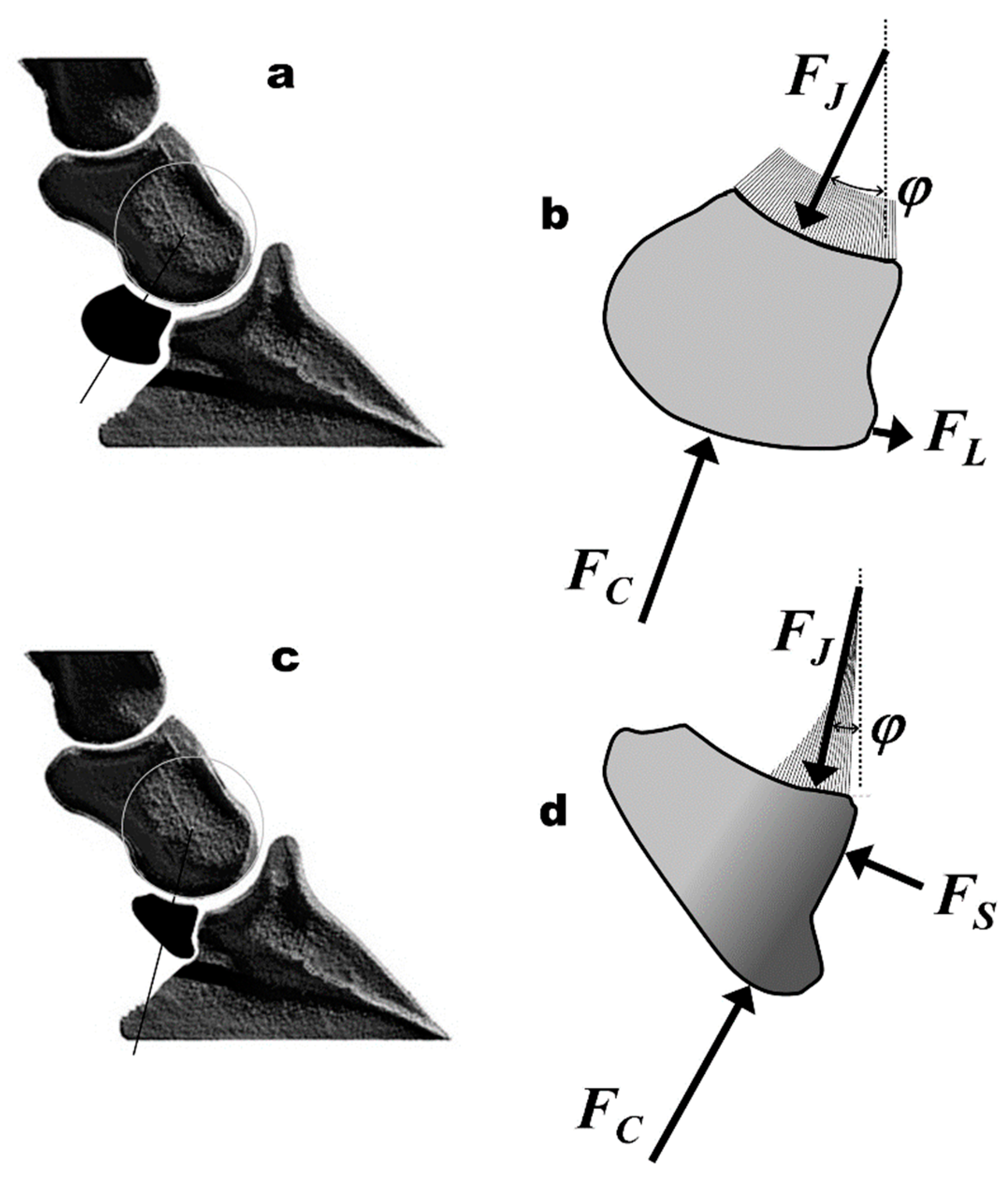 Bioengineering 11 00087 g007