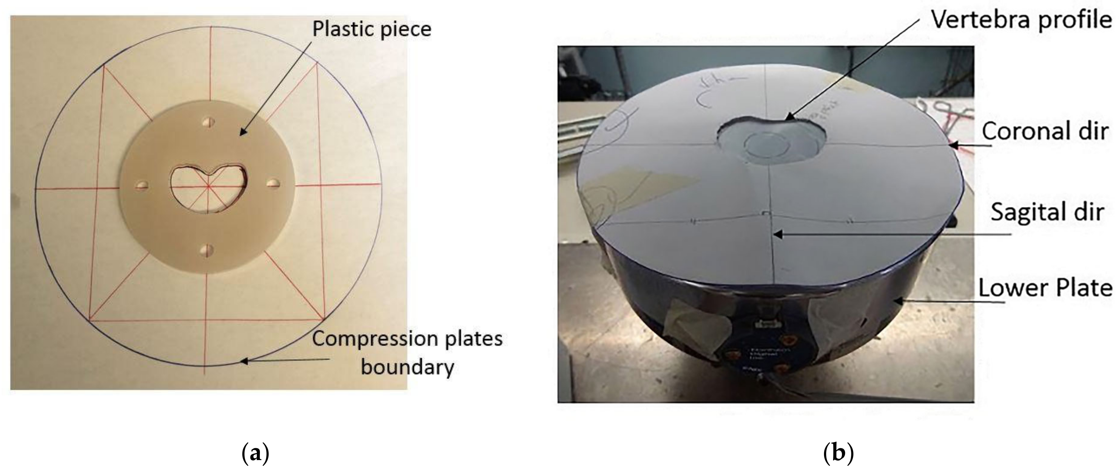 Bioengineering 11 00096 g006