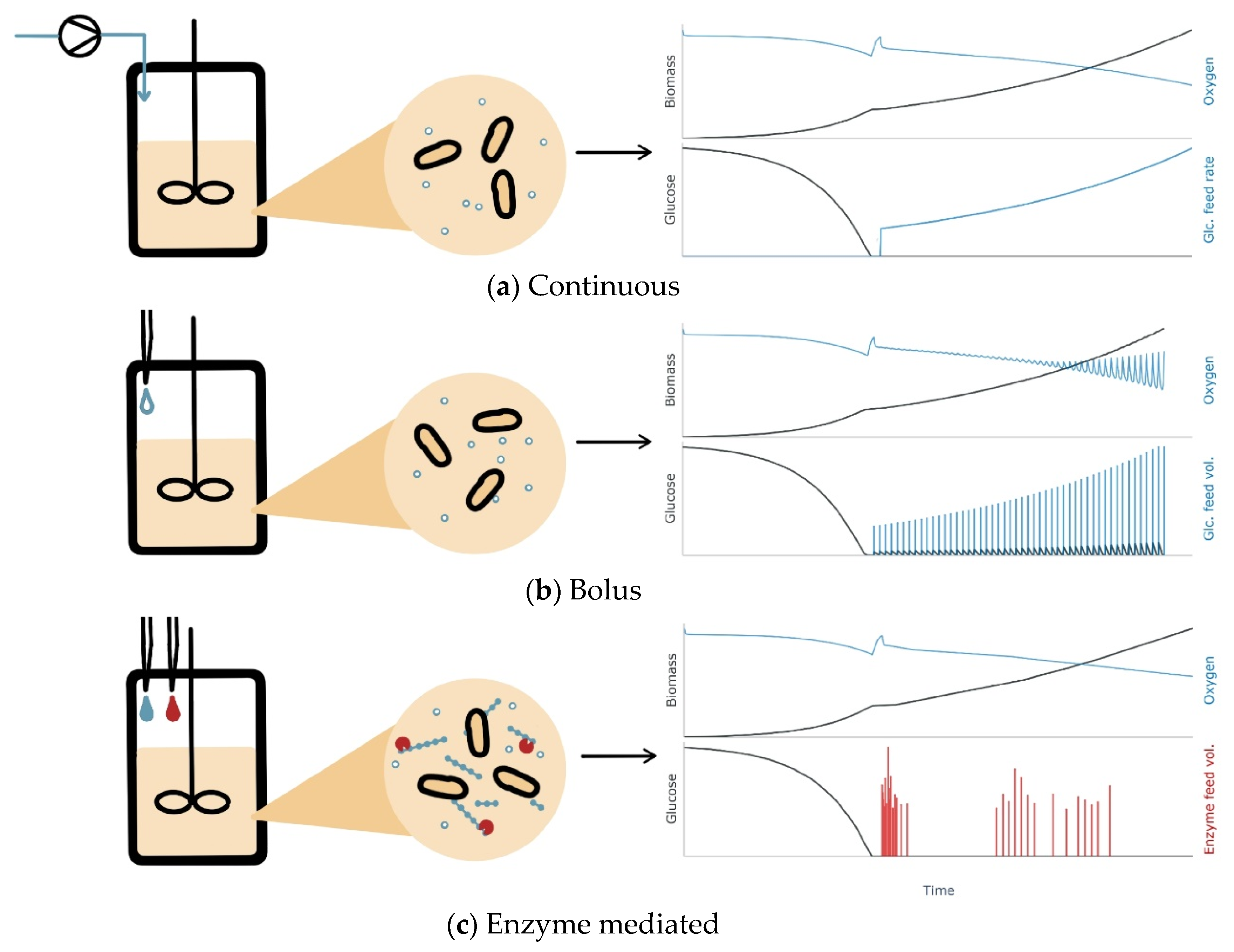 Bioengineering 11 00107 g001 Bioengineering 11 00107 g001