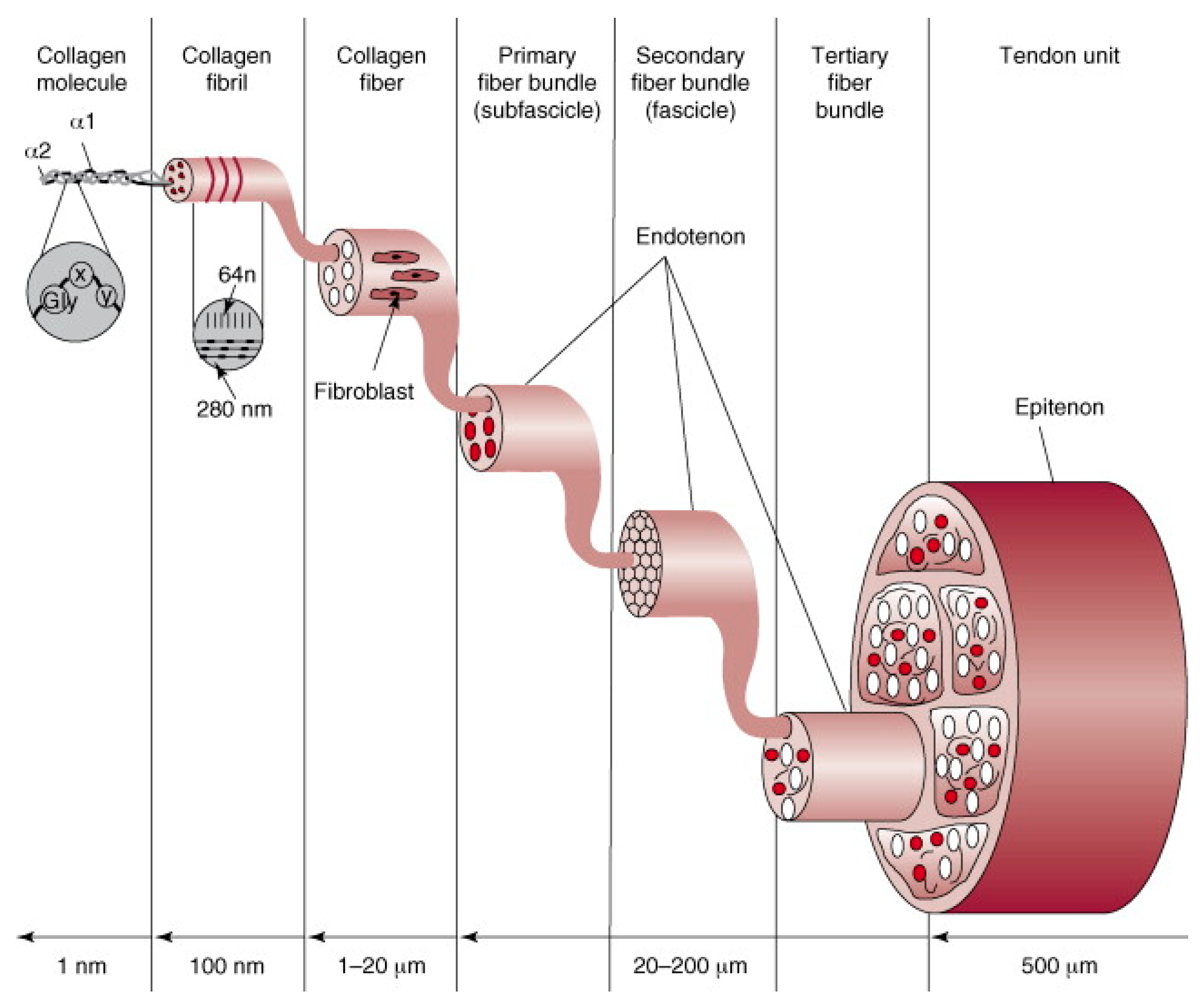 Bioengineering 11 00158 g001 Bioengineering 11 00158 g001