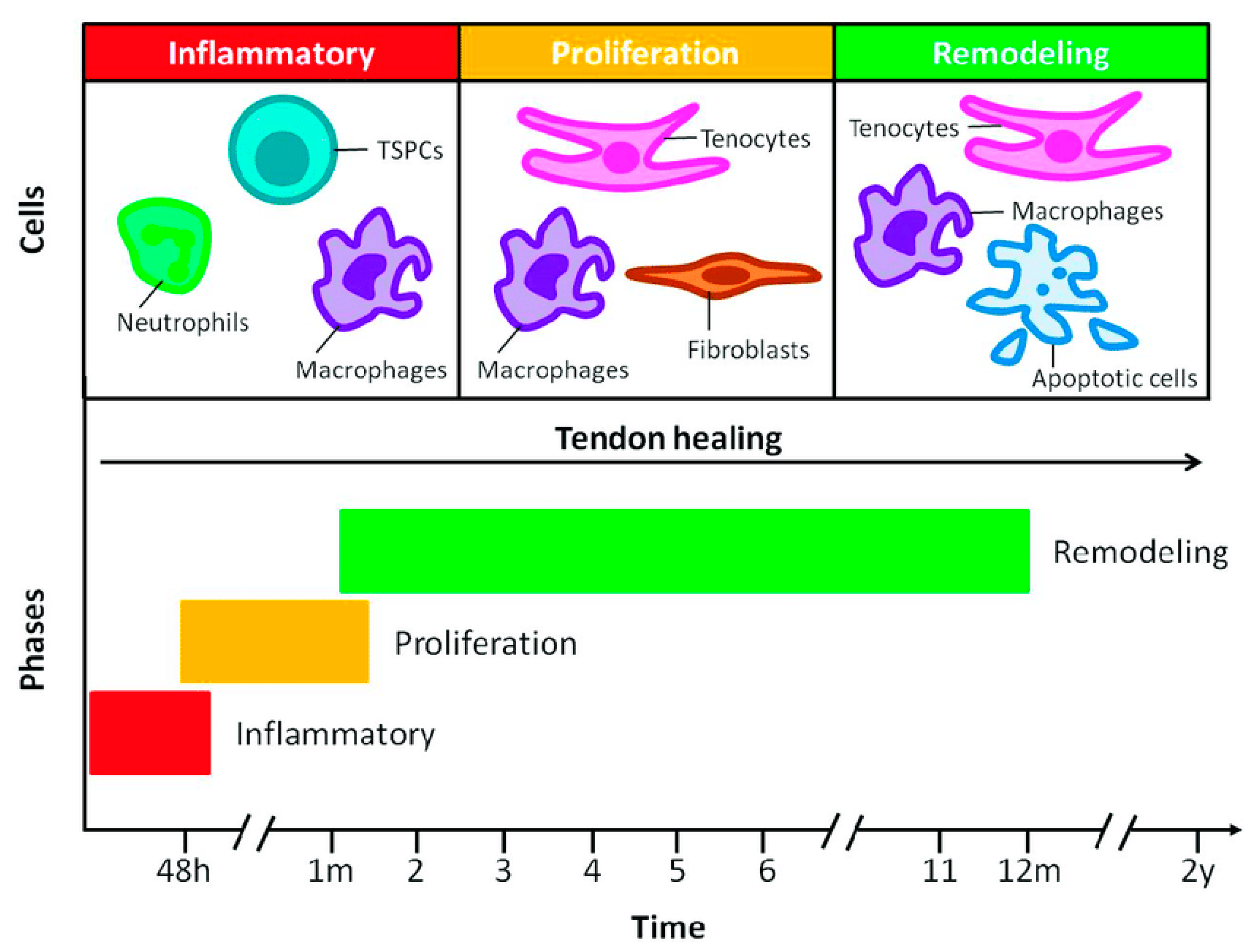 Bioengineering 11 00158 g002 Bioengineering 11 00158 g002
