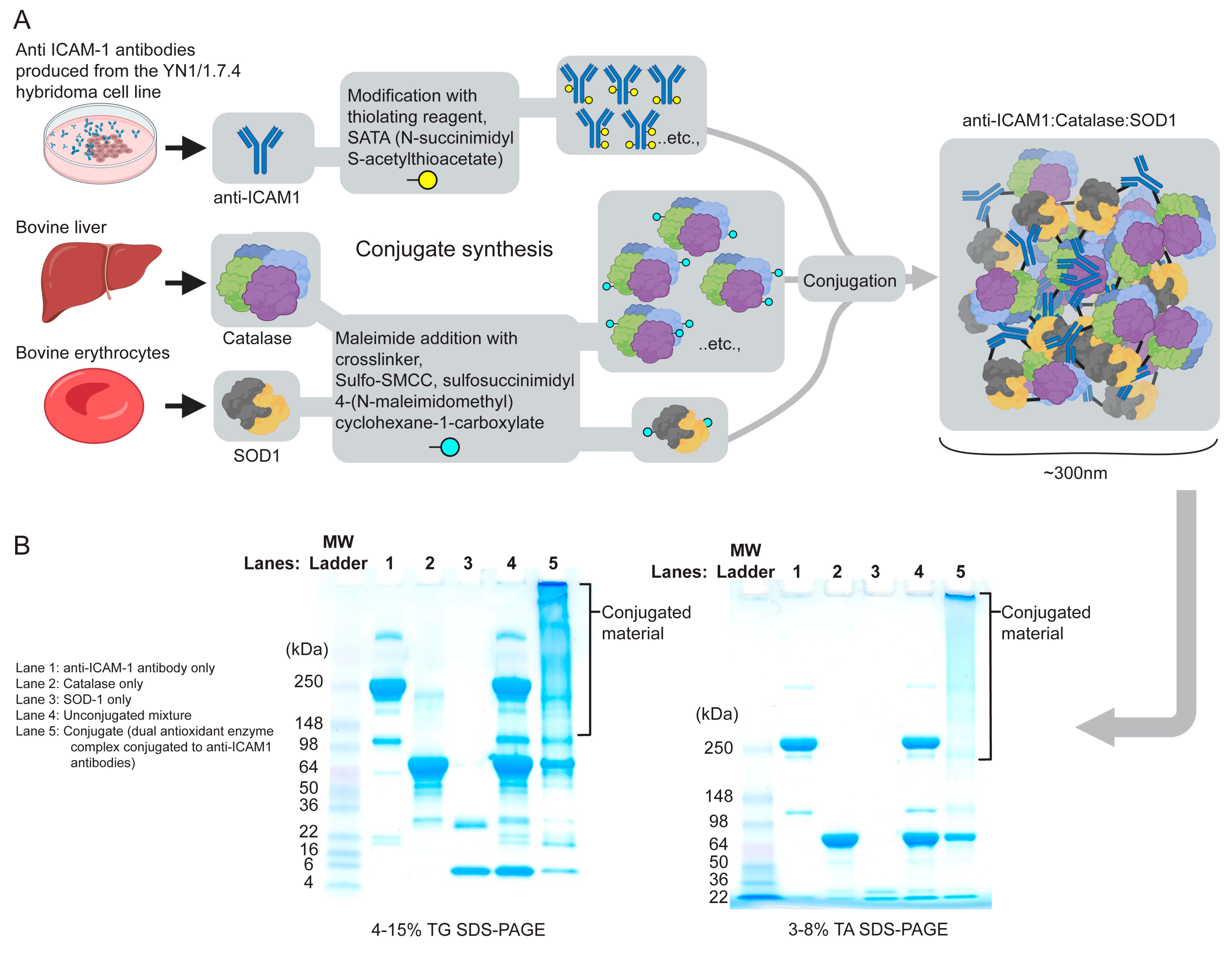 Bioengineering | Free Full-Text | Engineered Dual Antioxidant