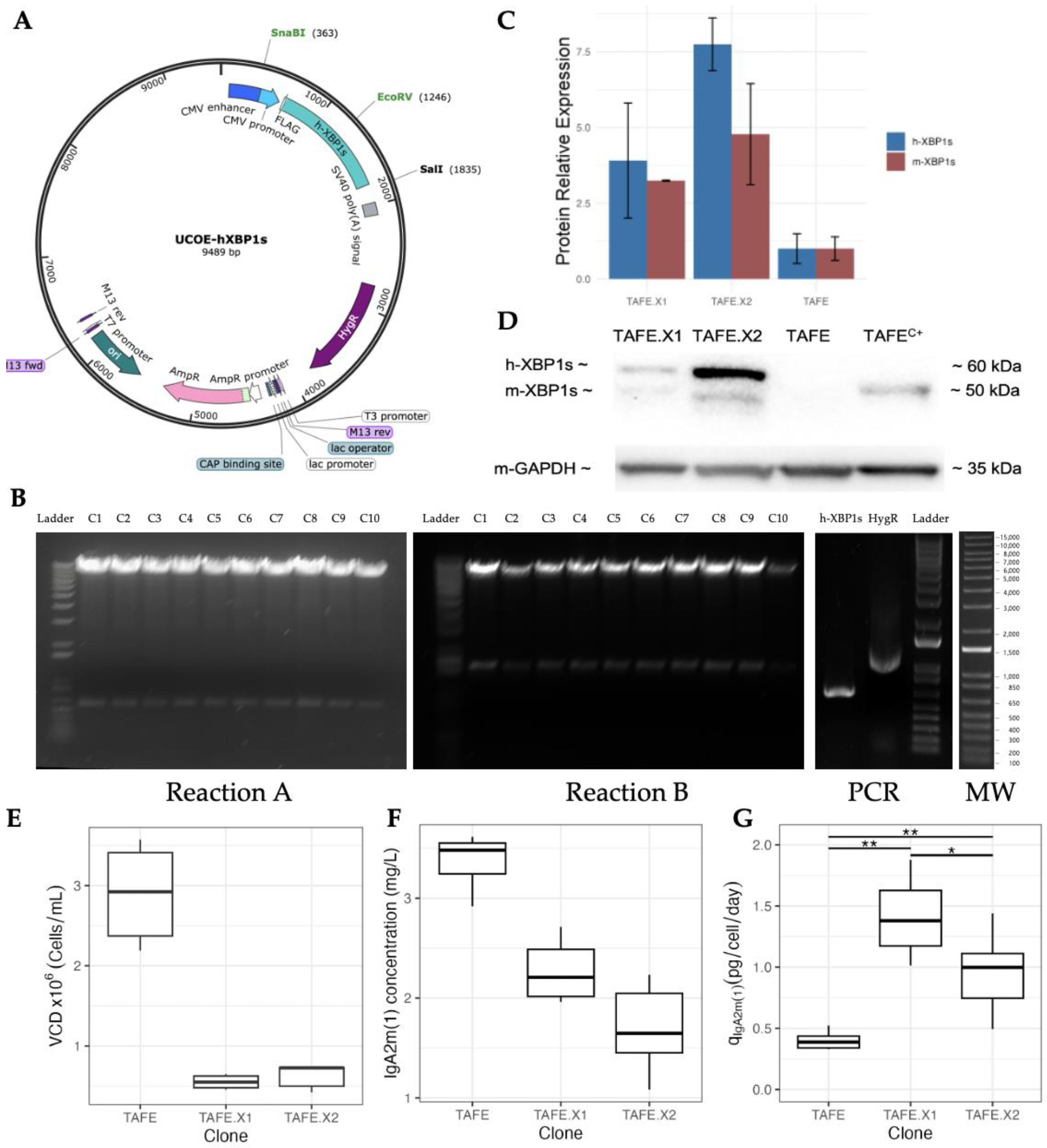 Bioengineering 11 00201 g001