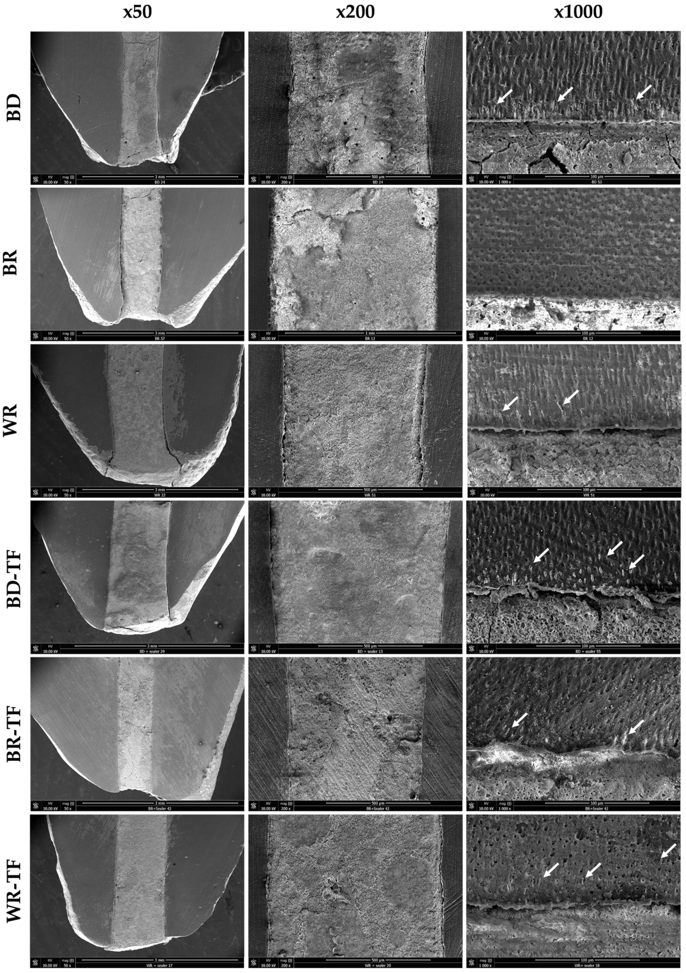 Bioengineering 11 00213 g005 Bioengineering 11 00213 g005