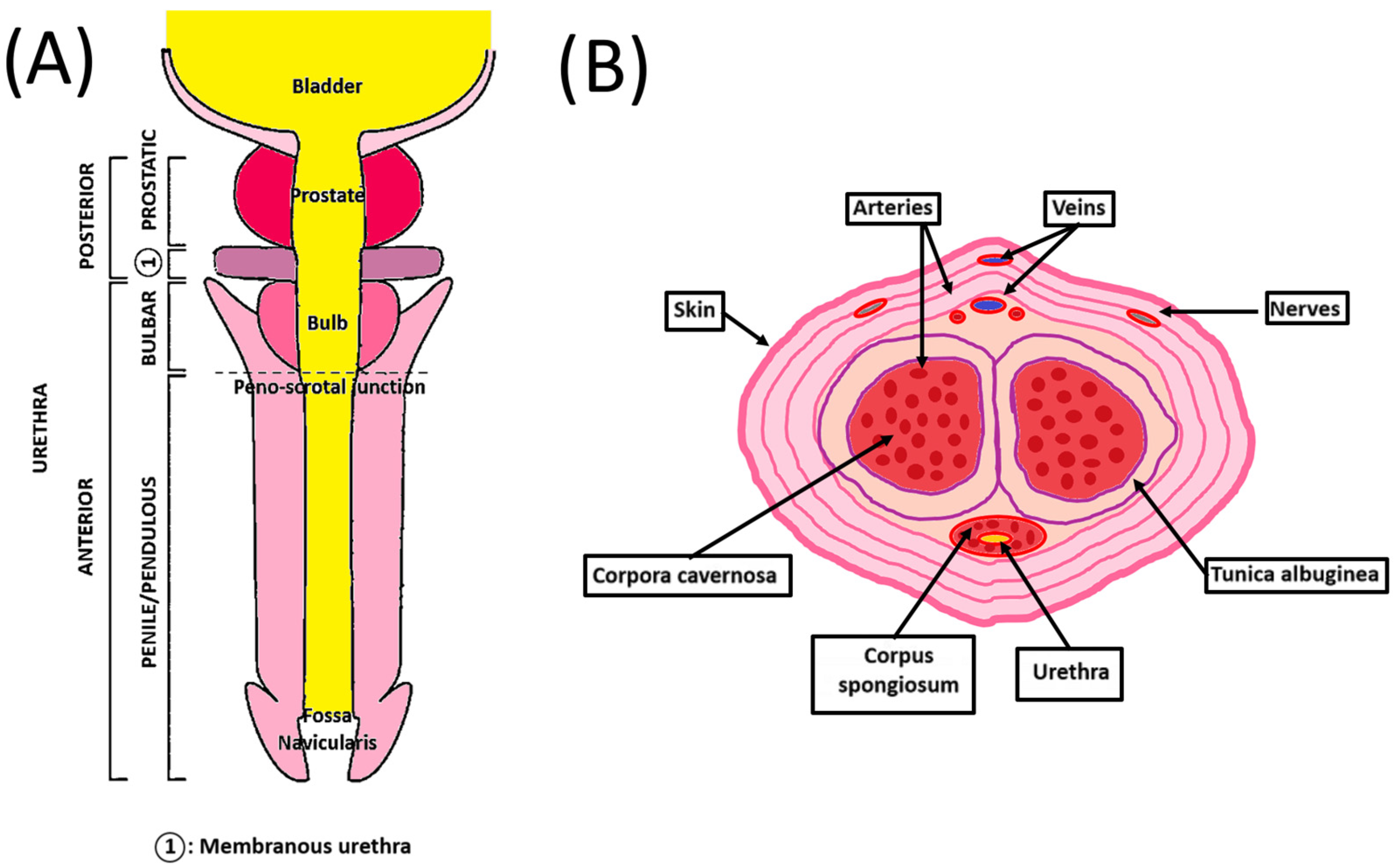 Male Urethra Anatomy: Overview, Gross Anatomy, Microscopic Anatomy