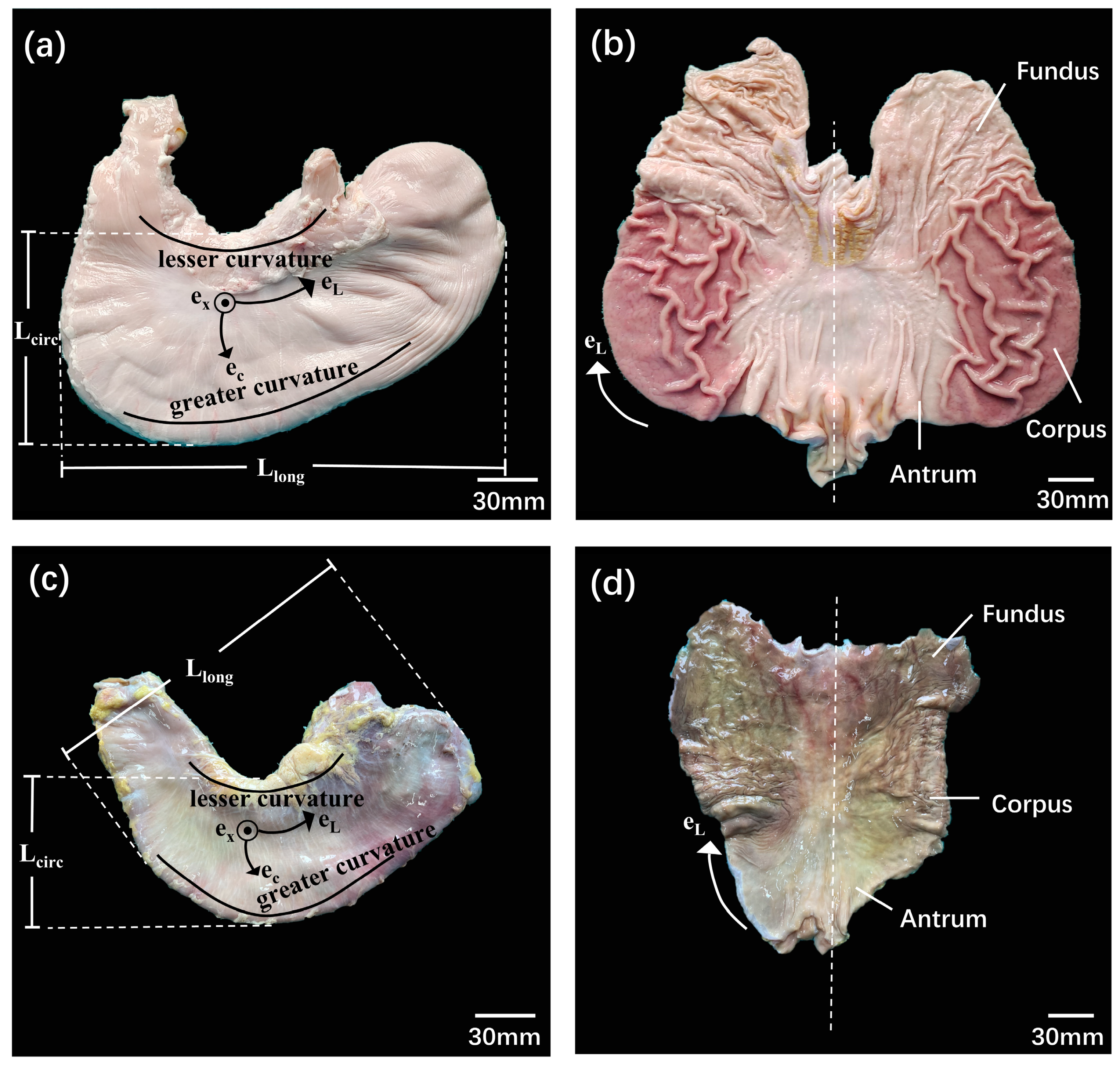 Bioengineering 11 00233 g001