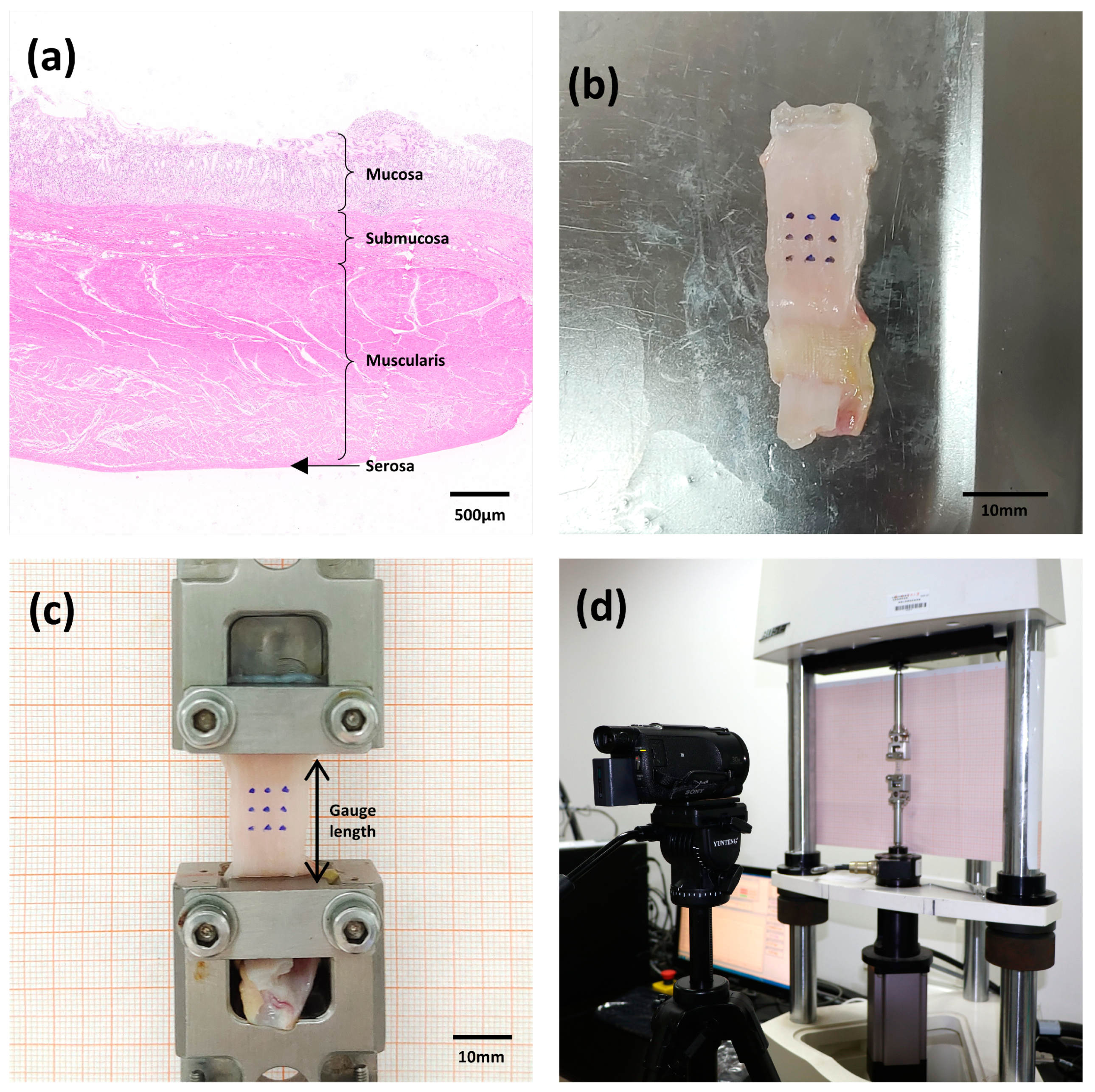 Bioengineering 11 00233 g002