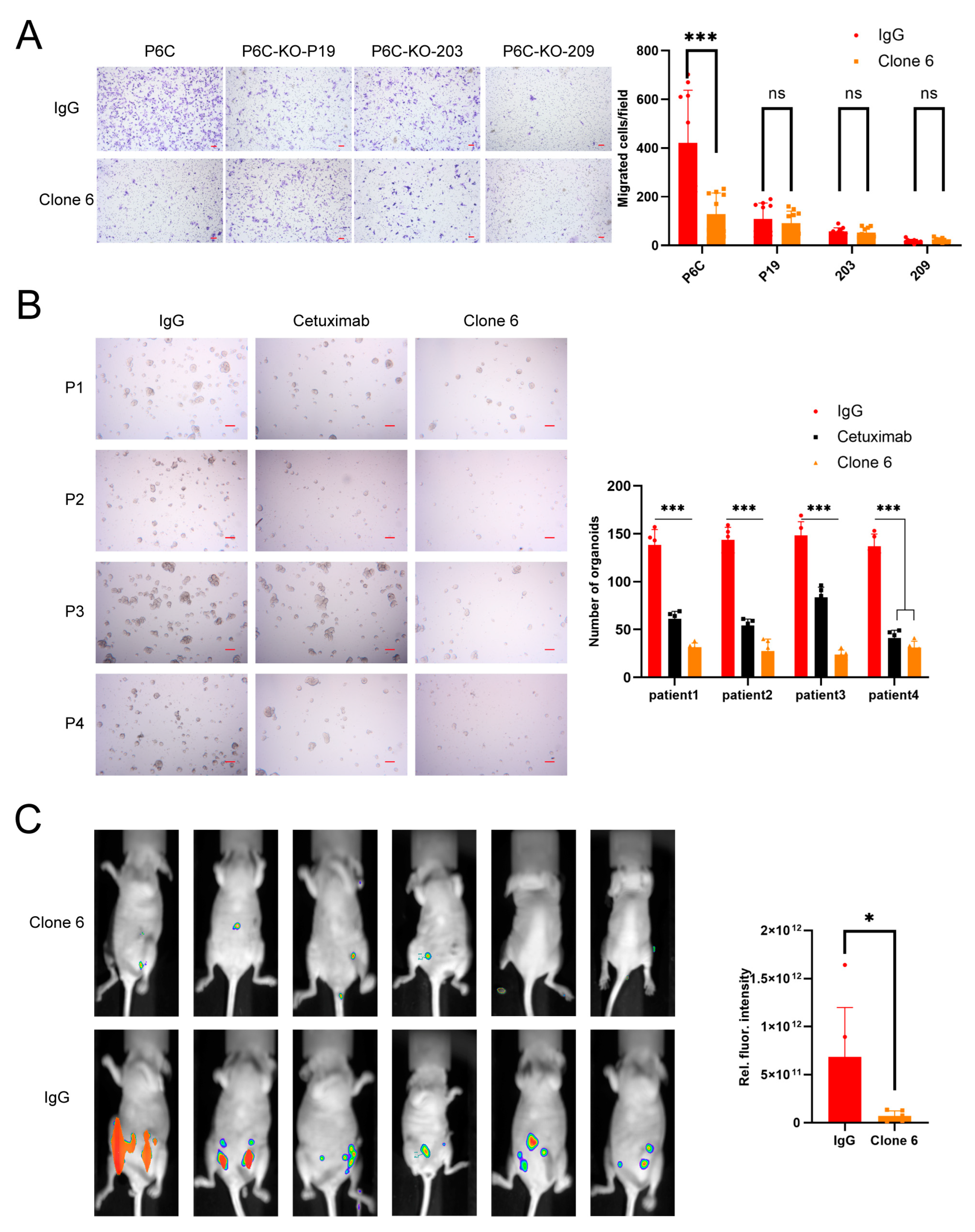 Bioengineering 11 00242 g001