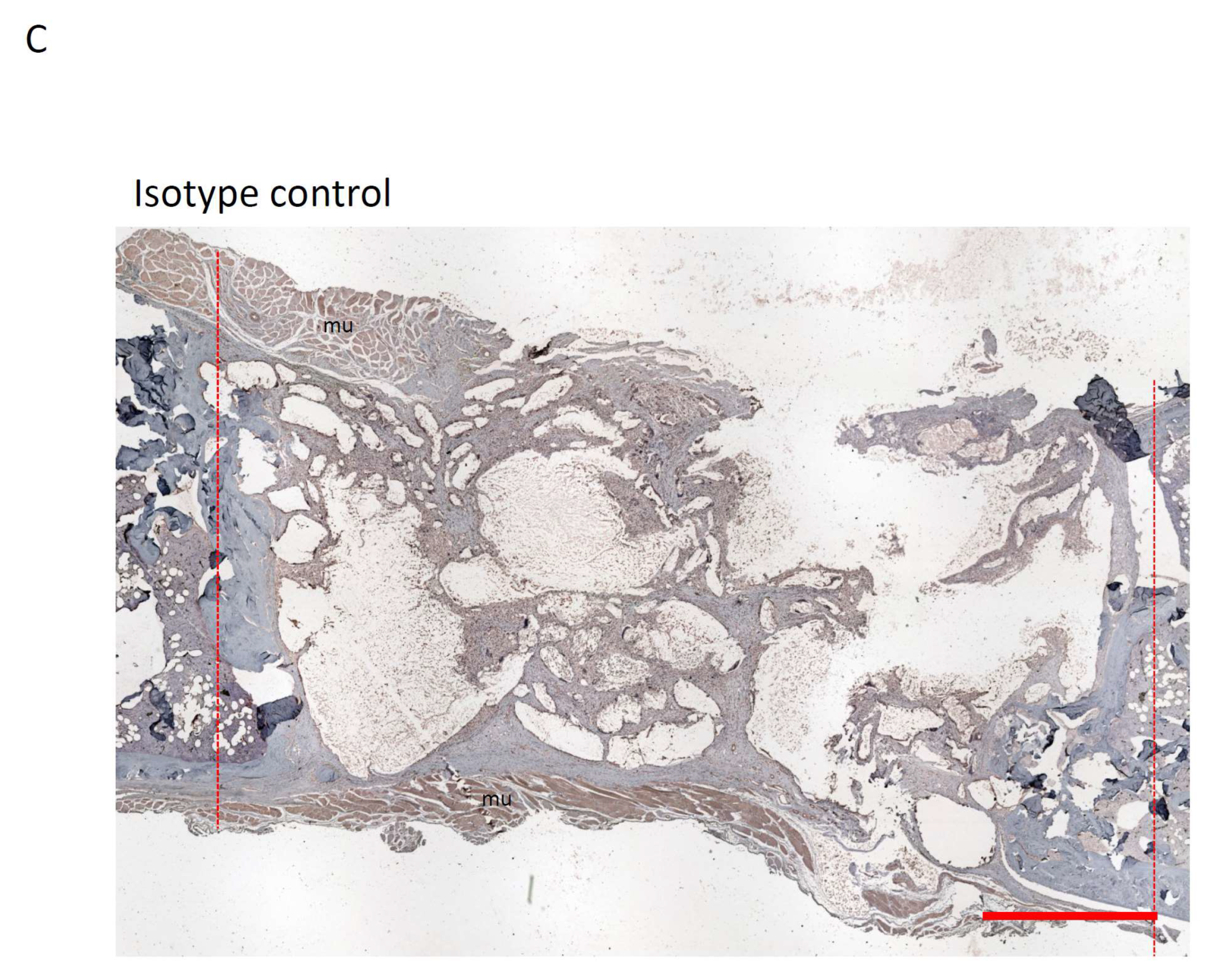 Bioengineering 11 00287 g005c Bioengineering 11 00287 g005c