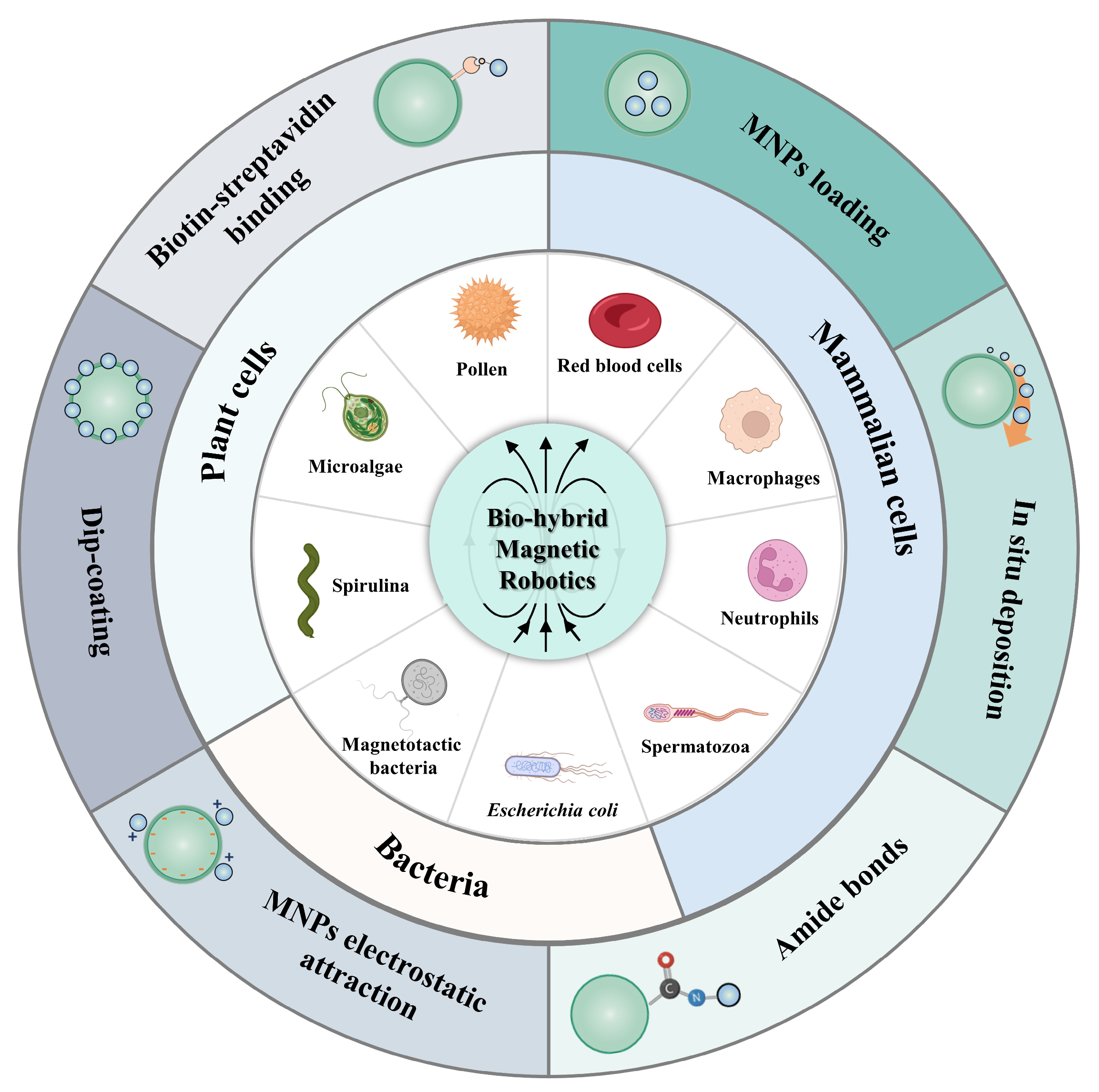 Bioengineering 11 00311 g001