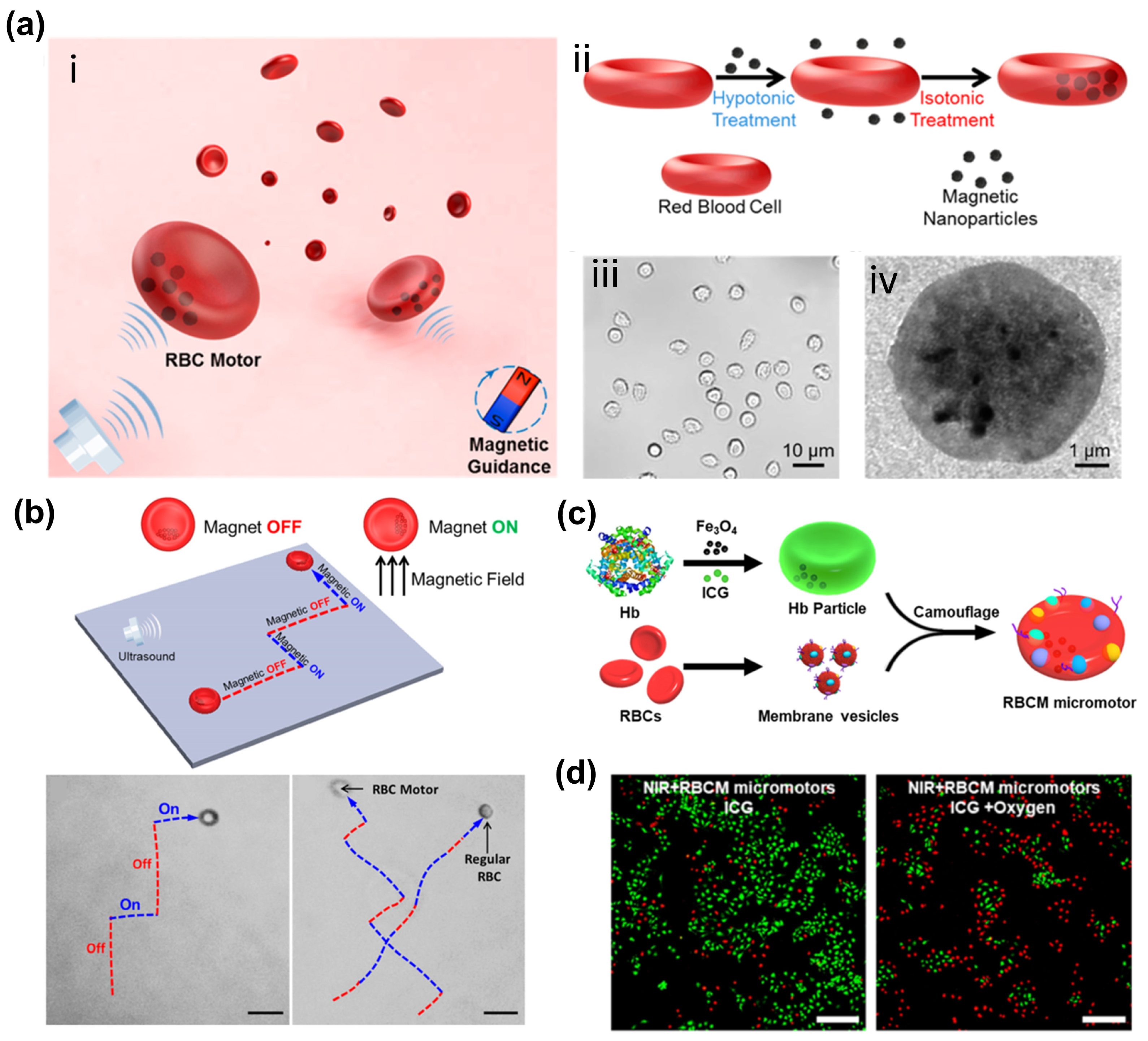 Bioengineering 11 00311 g002
